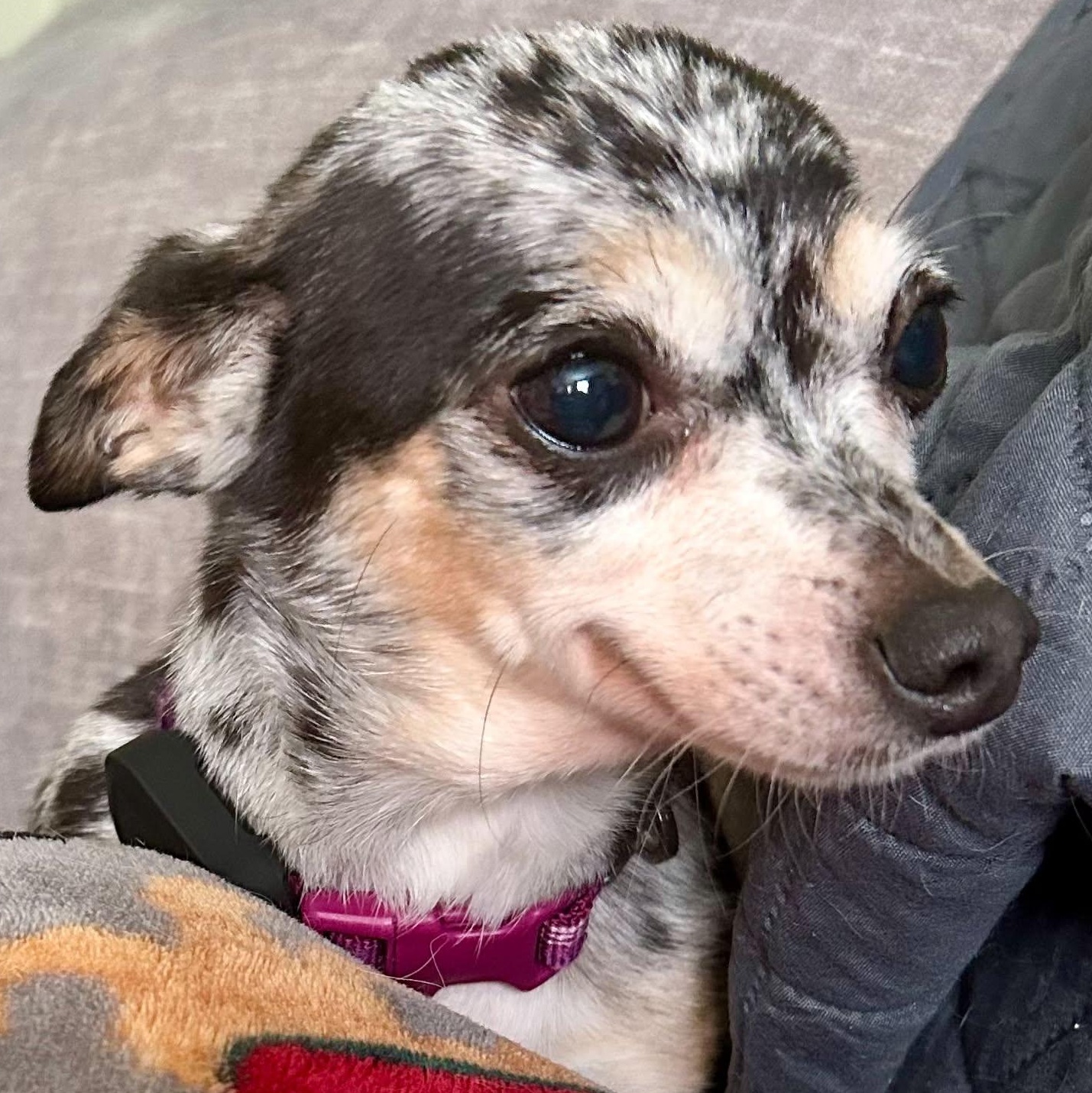 Enlarge Millie, a ADOPTABLE Chihuahua in Buffalo, NY image 6/6