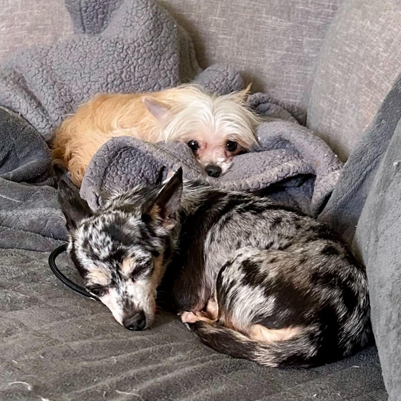 Enlarge Millie, a ADOPTABLE Chihuahua in Buffalo, NY image 3/6