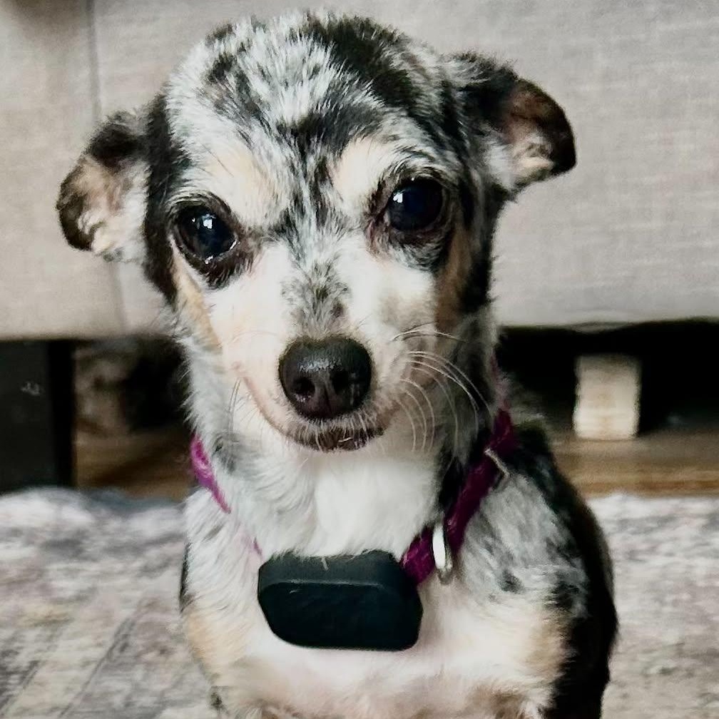 Enlarge Millie, a ADOPTABLE Chihuahua in Buffalo, NY image 2/6