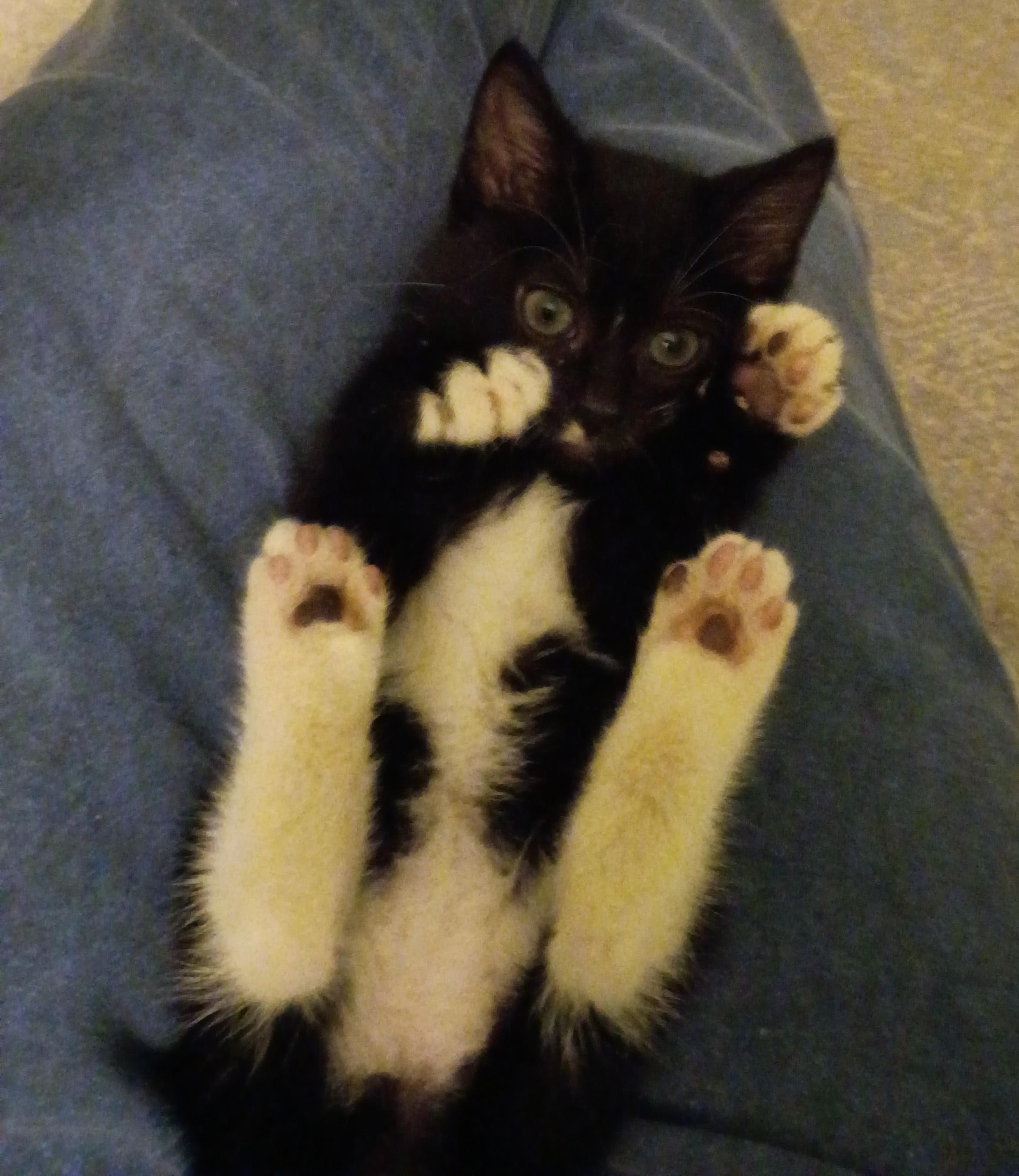 Bandit, a Adoptable Domestic Short Hair in Myrtle Beach, SC image 2/4