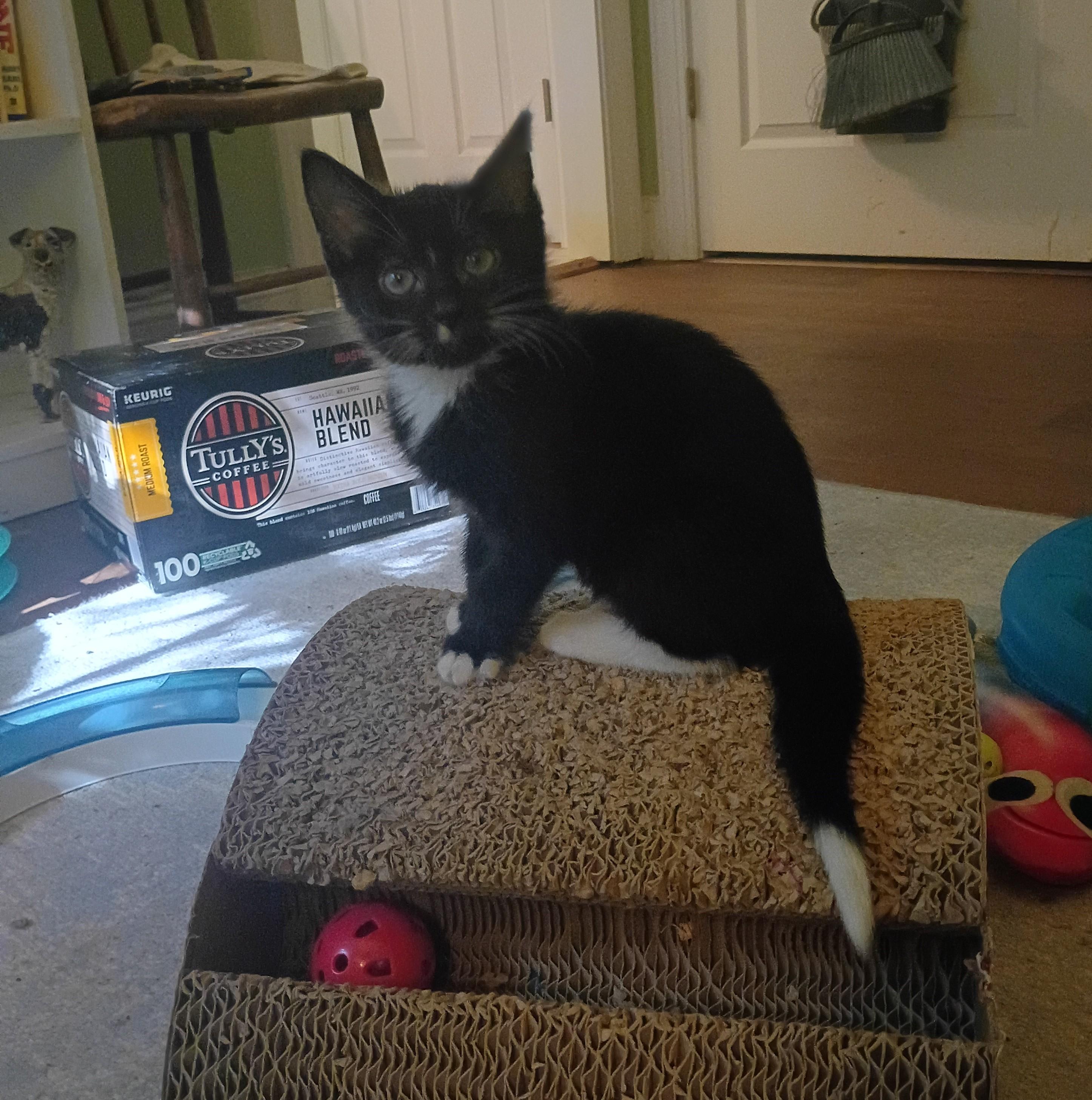 Bandit, a Adoptable Domestic Short Hair in Myrtle Beach, SC image 3/4