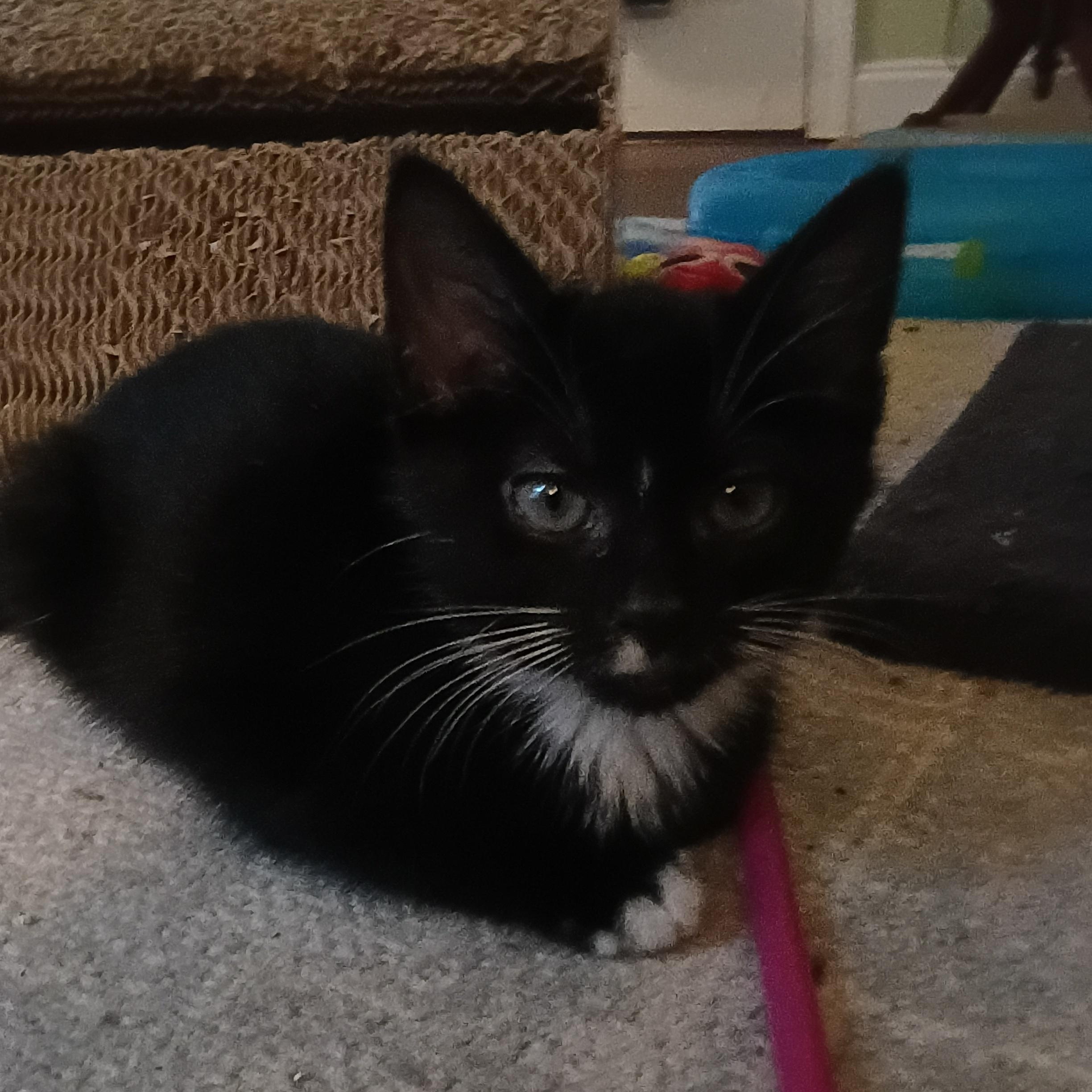 Bandit, a Adoptable Domestic Short Hair in Myrtle Beach, SC image 1/4