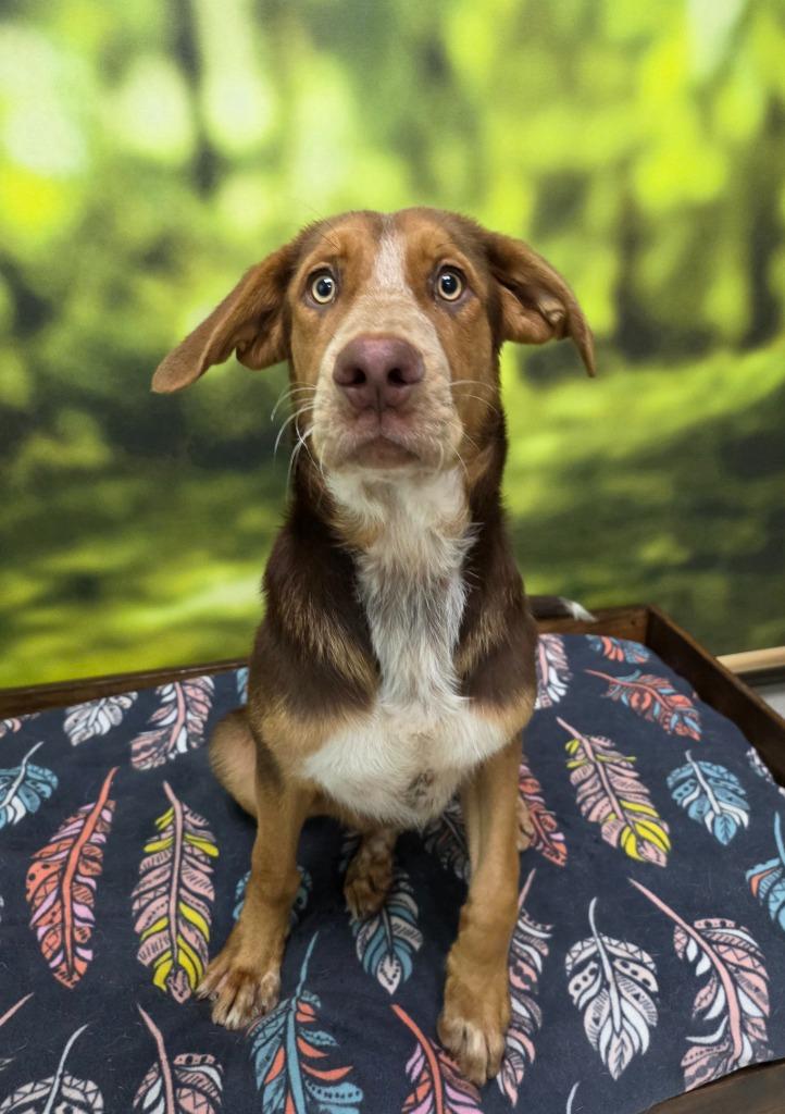 Micah, Adoptable, Young Male Shepherd.