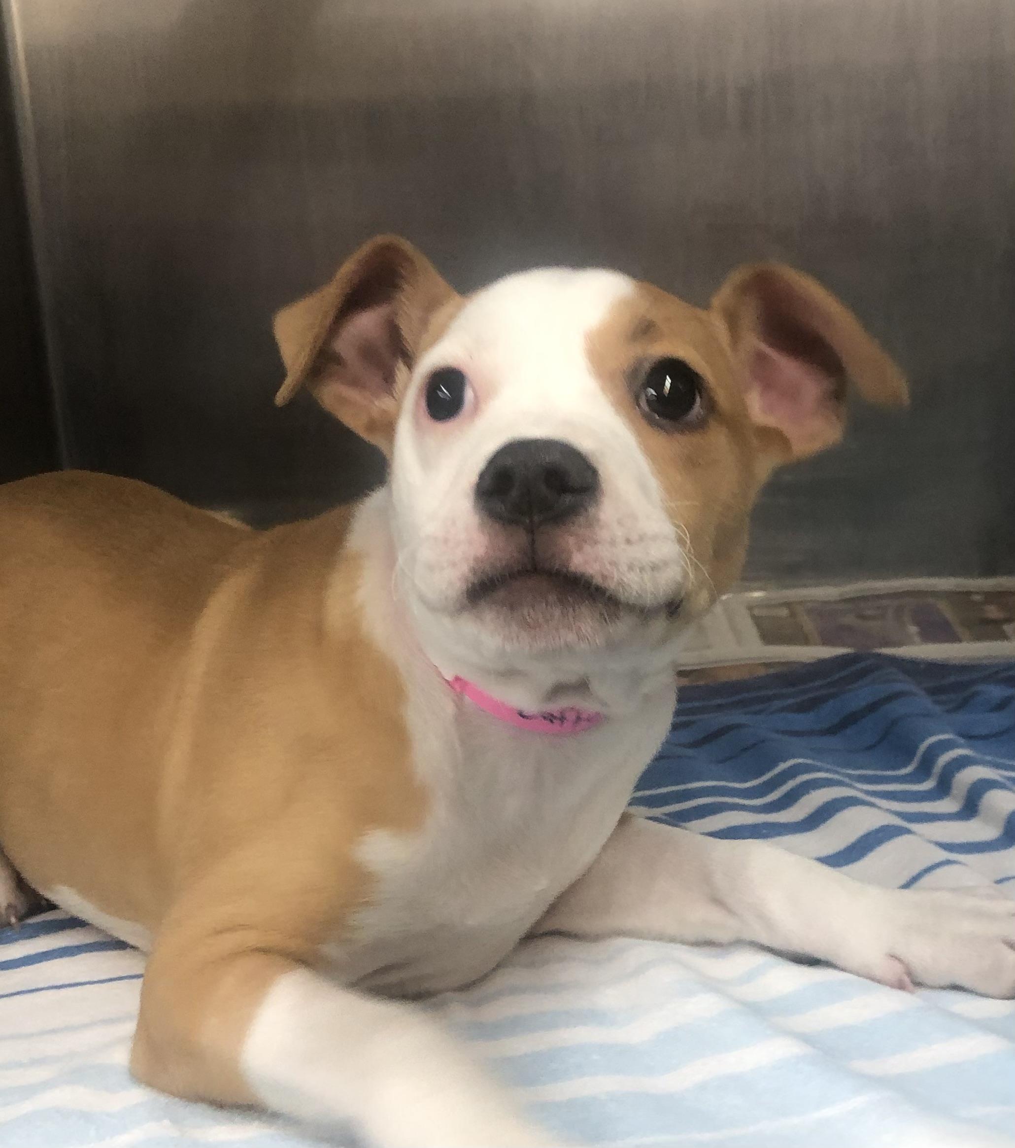 Daffodil, adopted, Puppy Female Hound & Labrador Retriever.