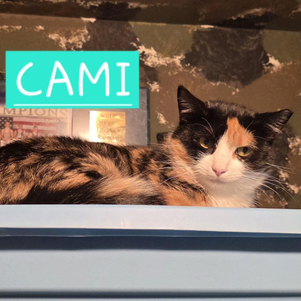 1025-130 Cami, Adoptable, Adult Female Domestic Short Hair.