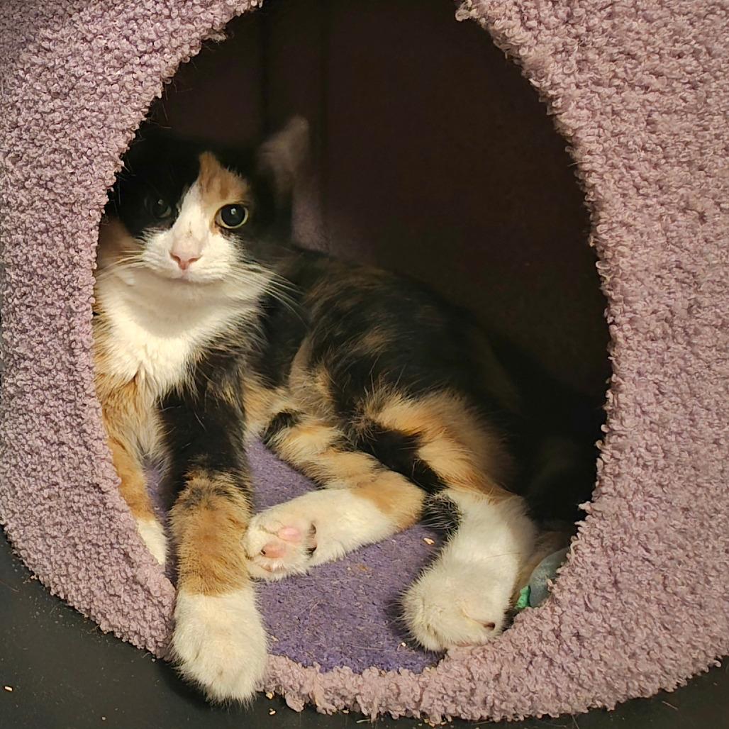 1025-130 Cami, Adoptable, Adult Female Domestic Short Hair.