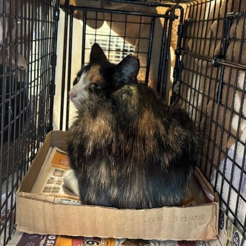 Enlarge 1025-130 Cami, a Adoptable Domestic Short Hair in Abingdon, MD image 2/2