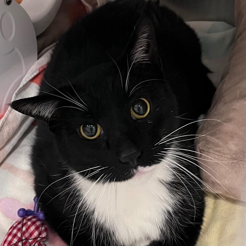 Cinna, Adoptable, Adult Male Domestic Short Hair & Domestic Short Hair.