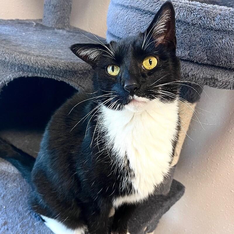 Enlarge Cinna, a Adoptable mixed breed in Yankton, SD image 2/5