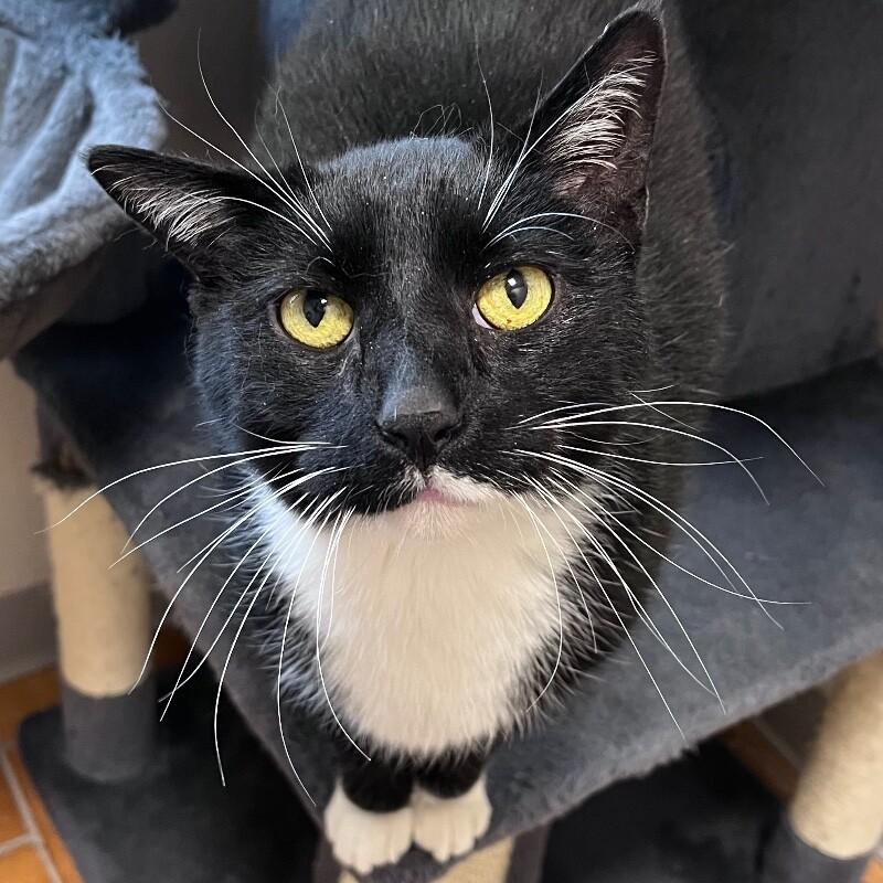 Enlarge Cinna, a Adoptable mixed breed in Yankton, SD image 3/5