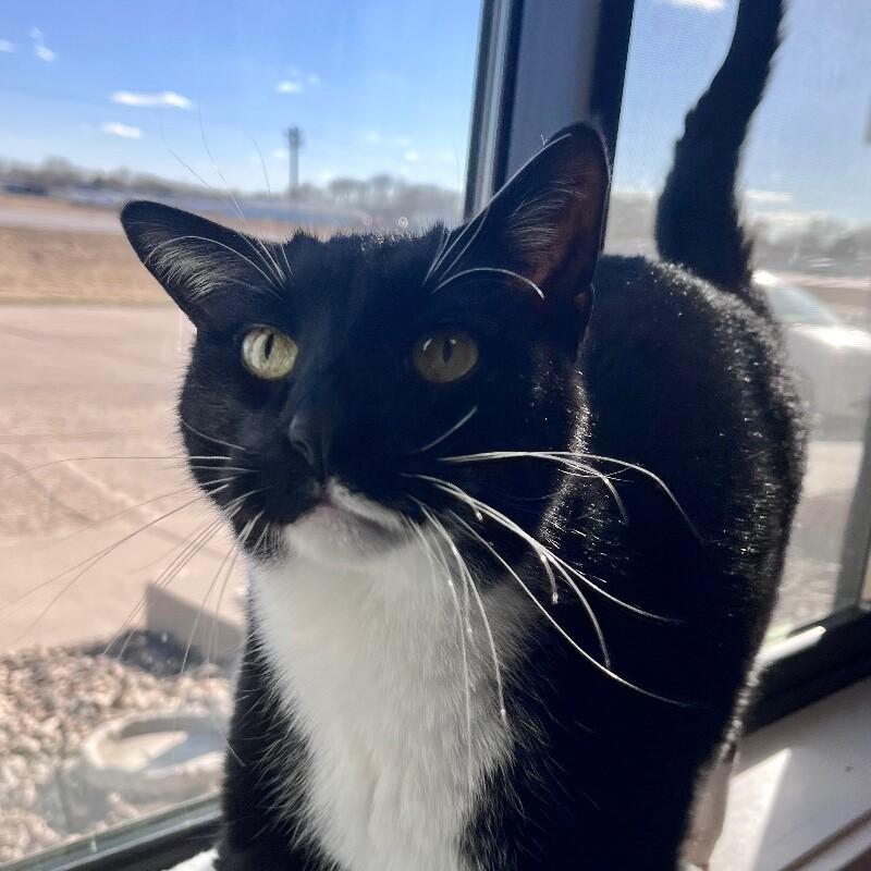 Enlarge Cinna, a Adoptable mixed breed in Yankton, SD image 4/5