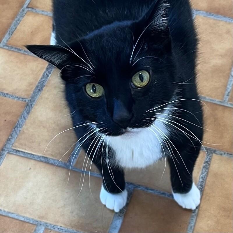 Enlarge Cinna, a Adoptable mixed breed in Yankton, SD image 5/5