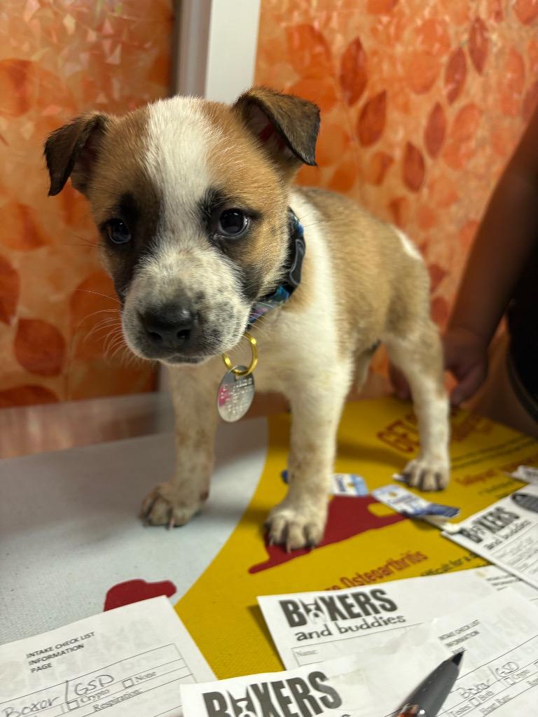 Popper, a Adoptable mixed breed in Reno, NV image 1/4