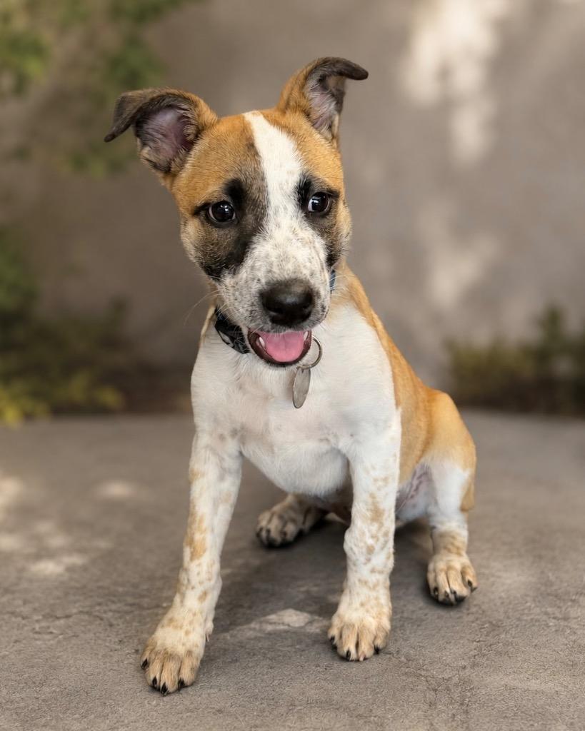 Enlarge Popper, a Adoptable mixed breed in Reno, NV image 3/6
