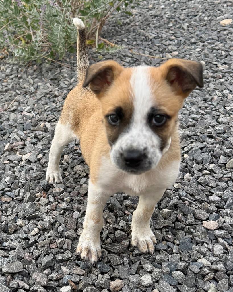 Popper, a Adoptable mixed breed in Reno, NV image 3/4