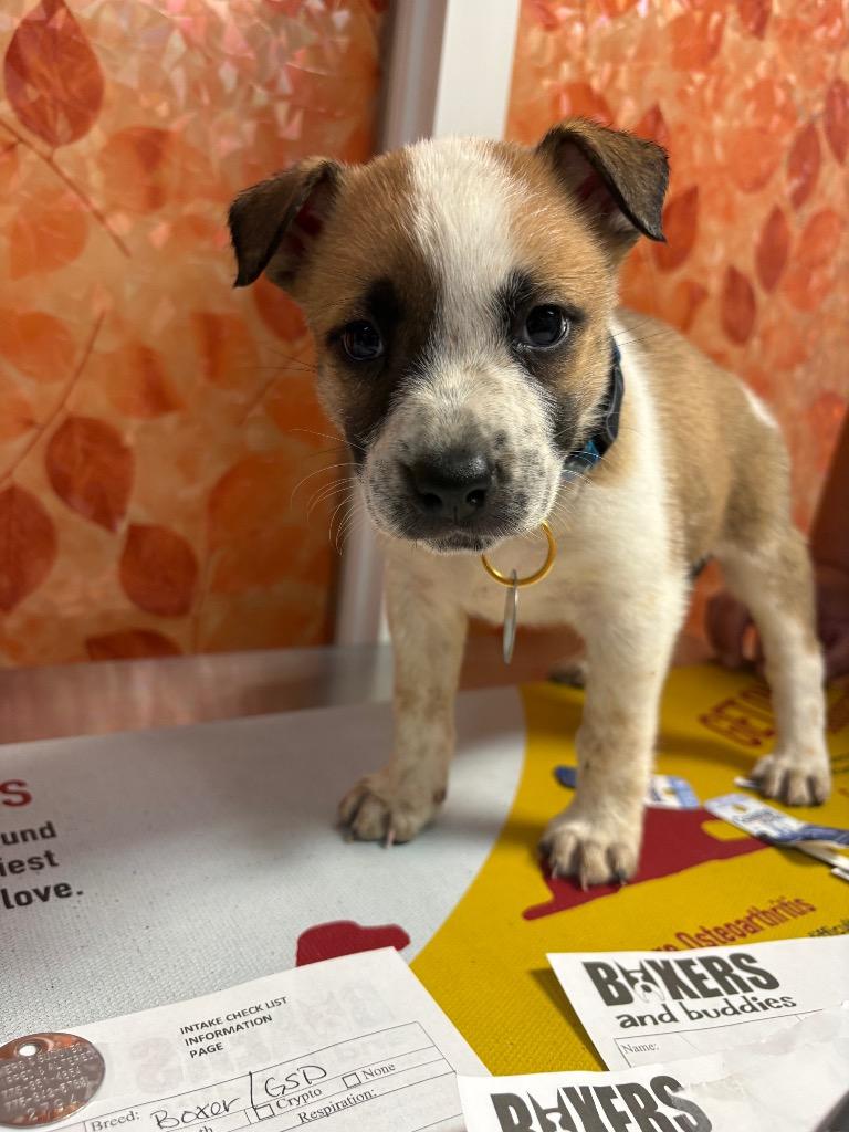 Popper, a Adoptable mixed breed in Reno, NV image 4/4
