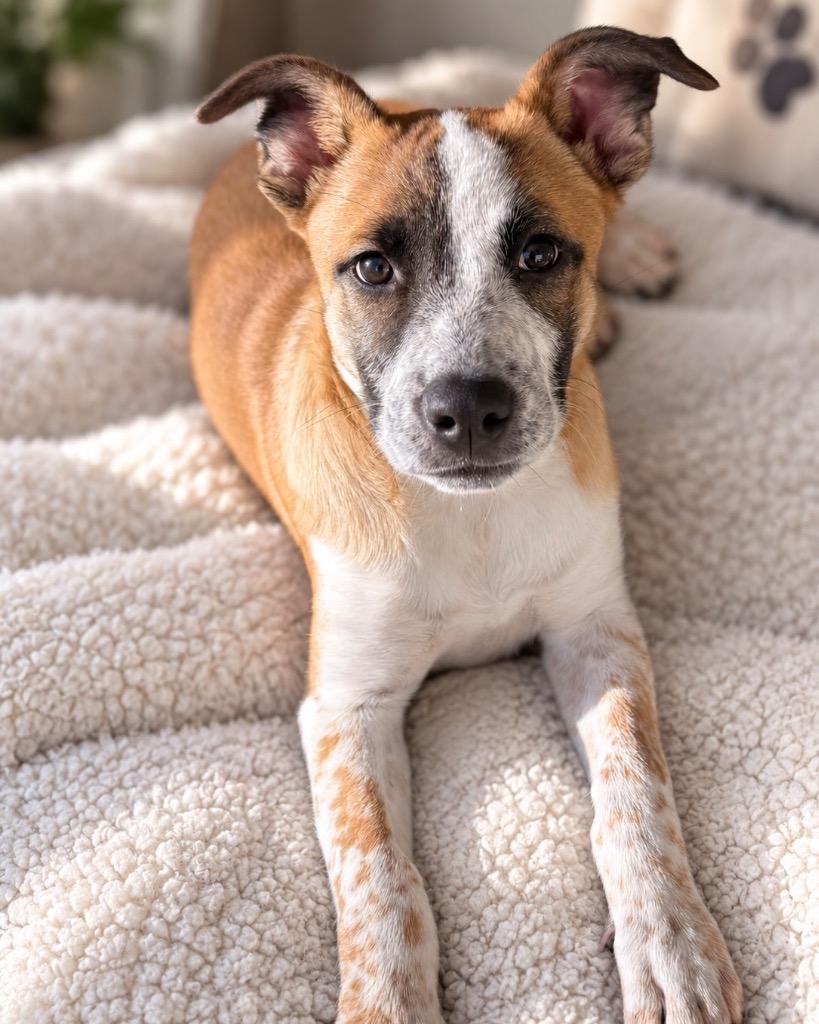 Enlarge Popper, a Adoptable mixed breed in Reno, NV image 6/6