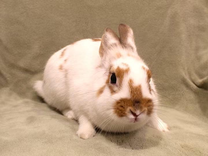 Kitty, ADOPTABLE, Young Female Dwarf.