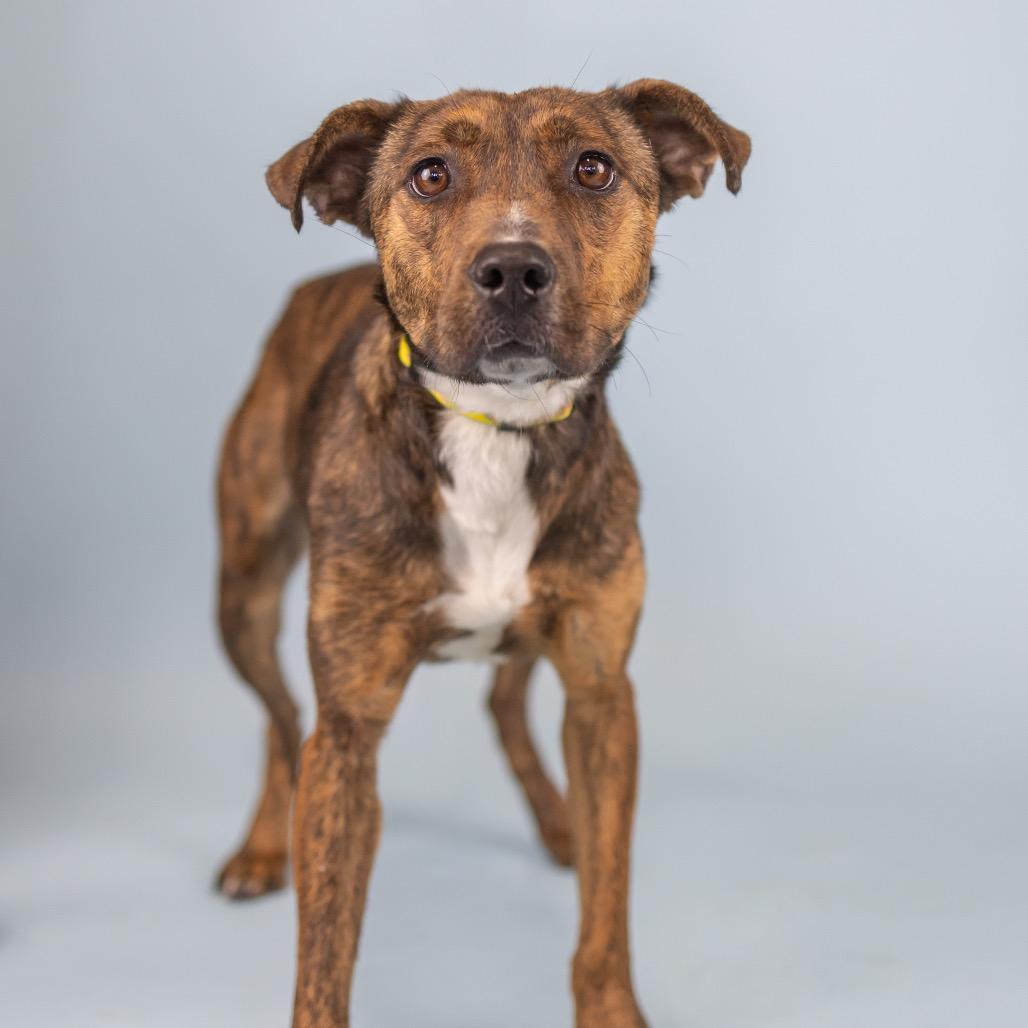 Dipsy, Adoptable, Young Female Mixed Breed.