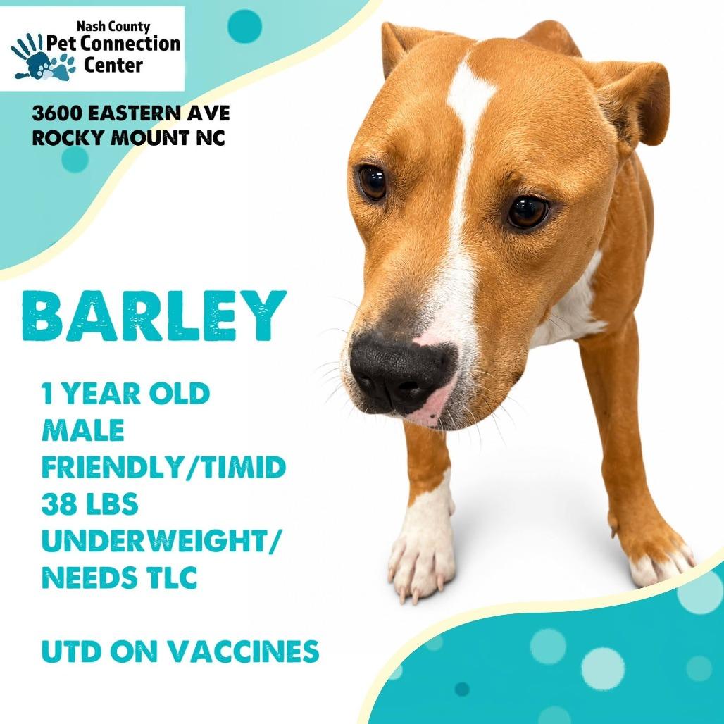 BARLEY Available NOW - ADOPTION or RESCUE!, Adoptable, Young Male Mixed Breed.