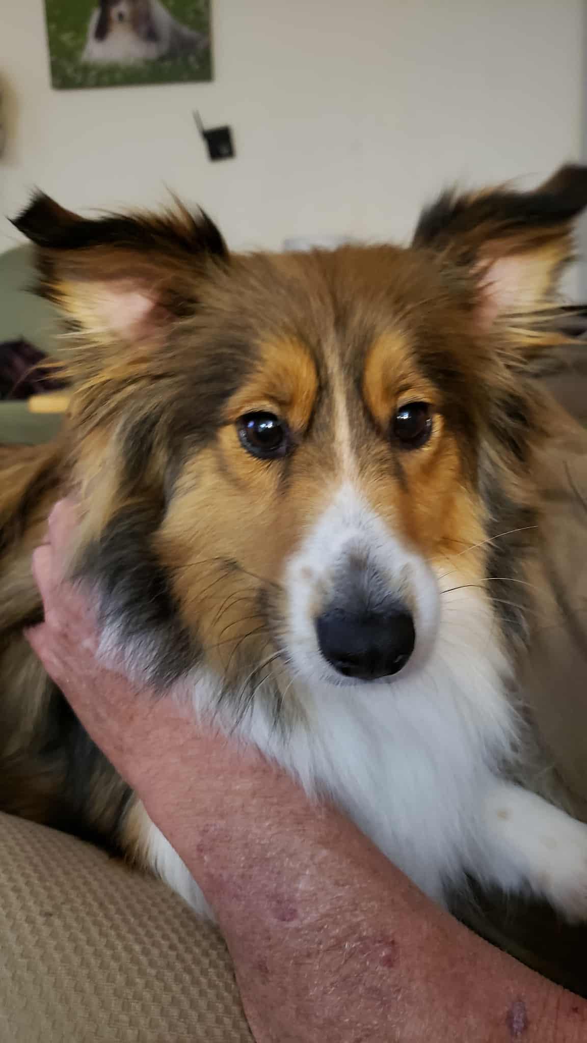 Ellie, Adopted, Young Female Shetland Sheepdog / Sheltie.