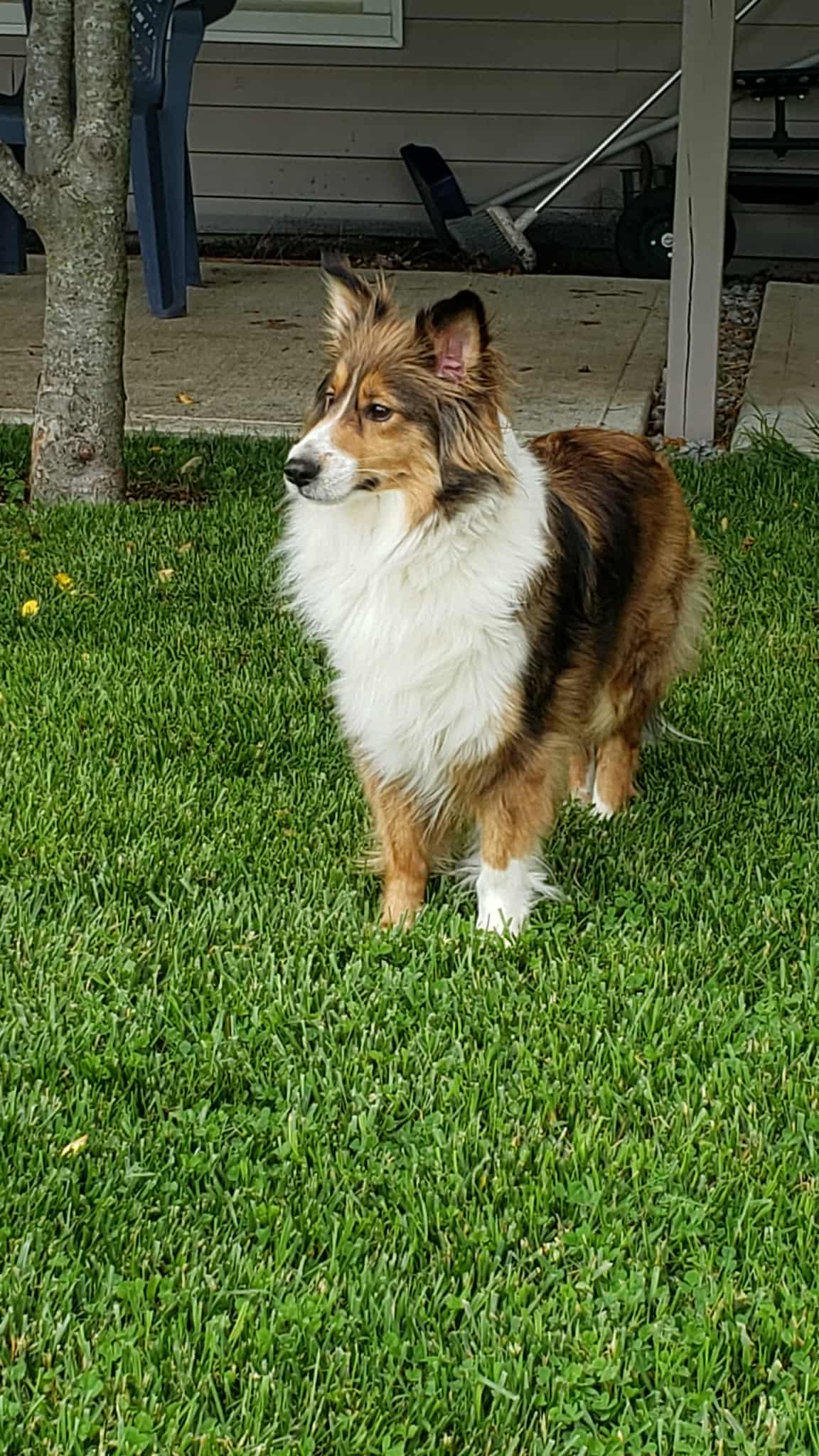 Enlarge Ellie, a Adopted Shetland Sheepdog / Sheltie in New Albany, IN image 3/6