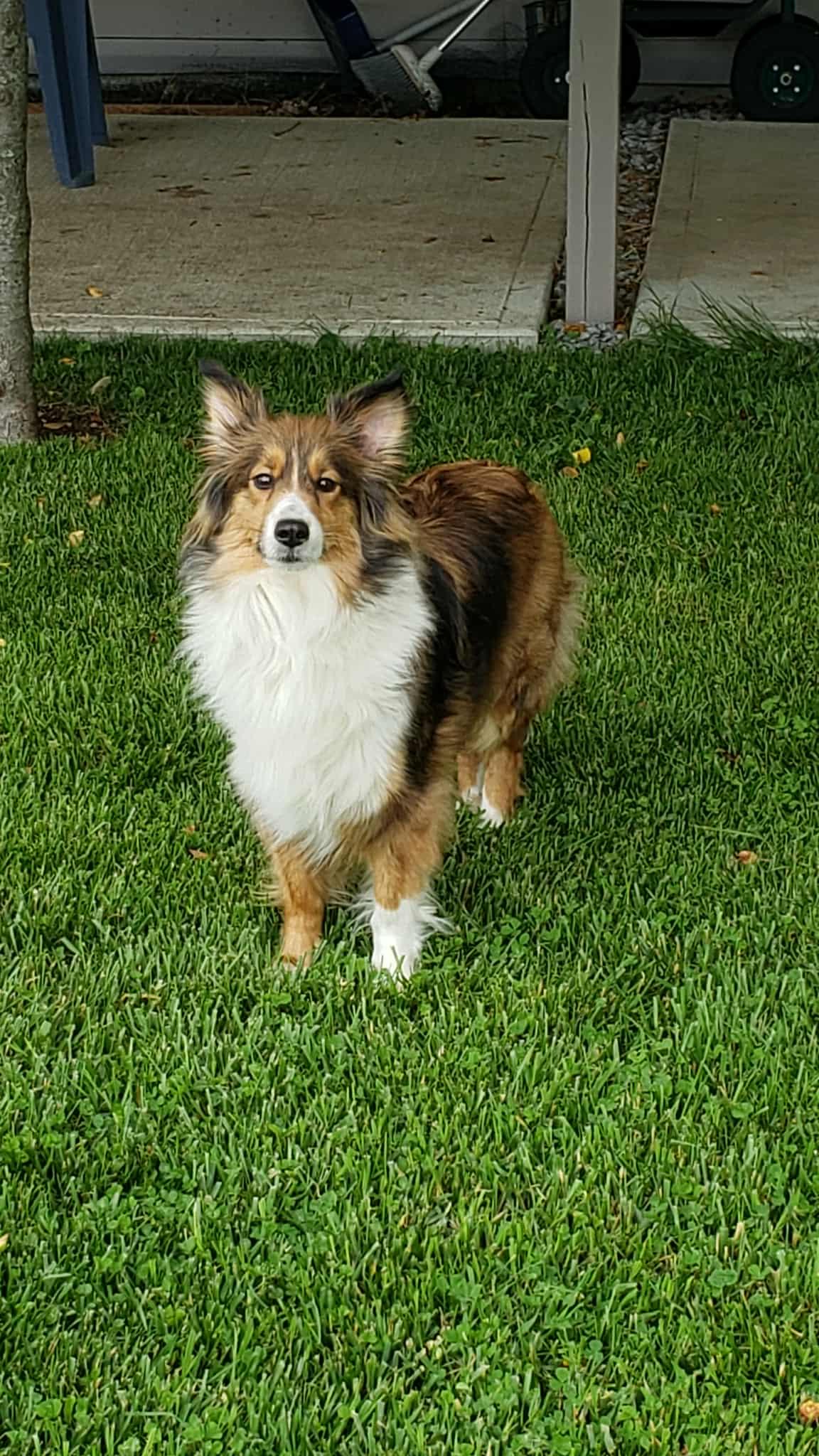Enlarge Ellie, a Adopted Shetland Sheepdog / Sheltie in New Albany, IN image 6/6