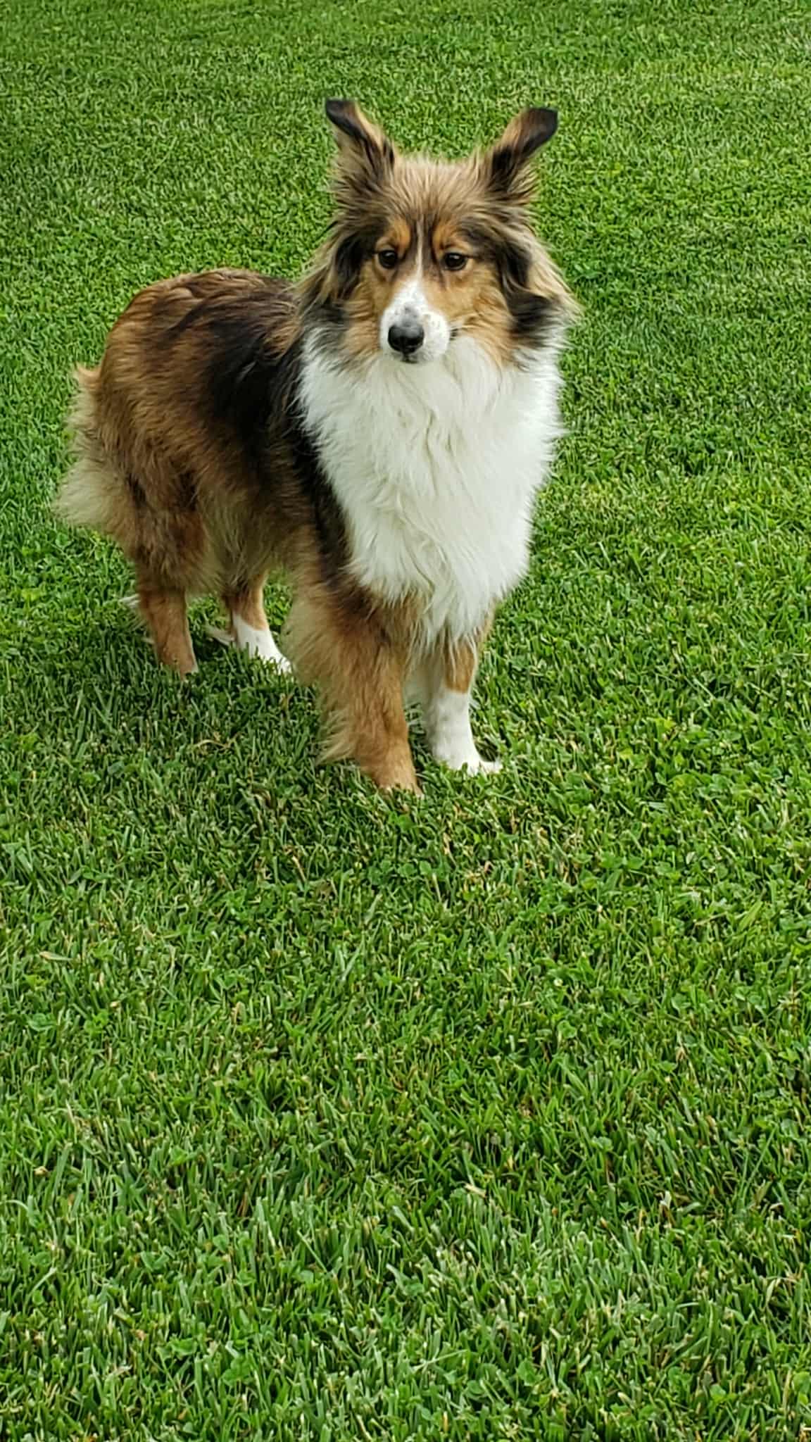 Enlarge Ellie, a Adopted Shetland Sheepdog / Sheltie in New Albany, IN image 5/6