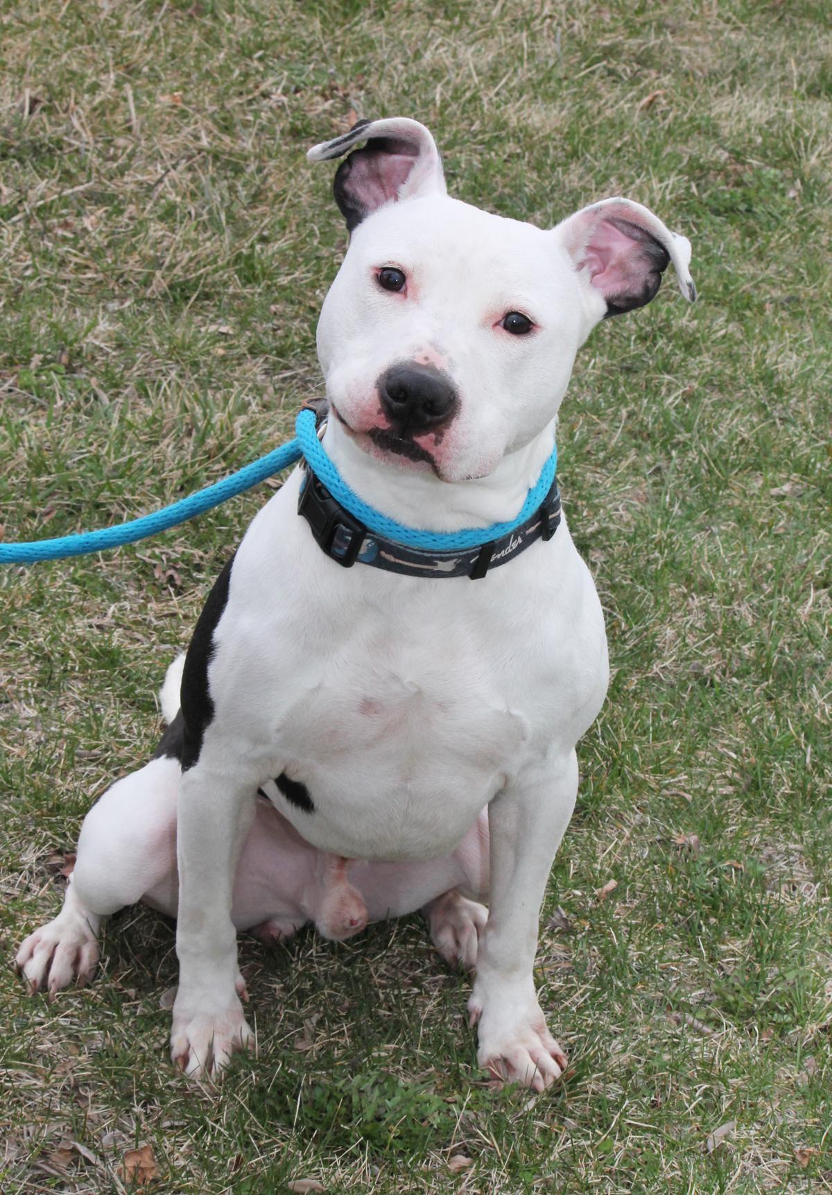 OREO (so eager to please)