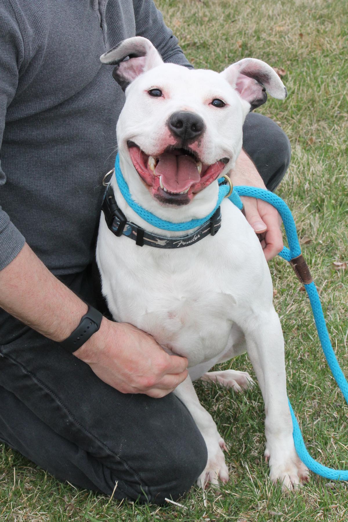 OREO (so eager to please), a Adoptable mixed breed image 1/3