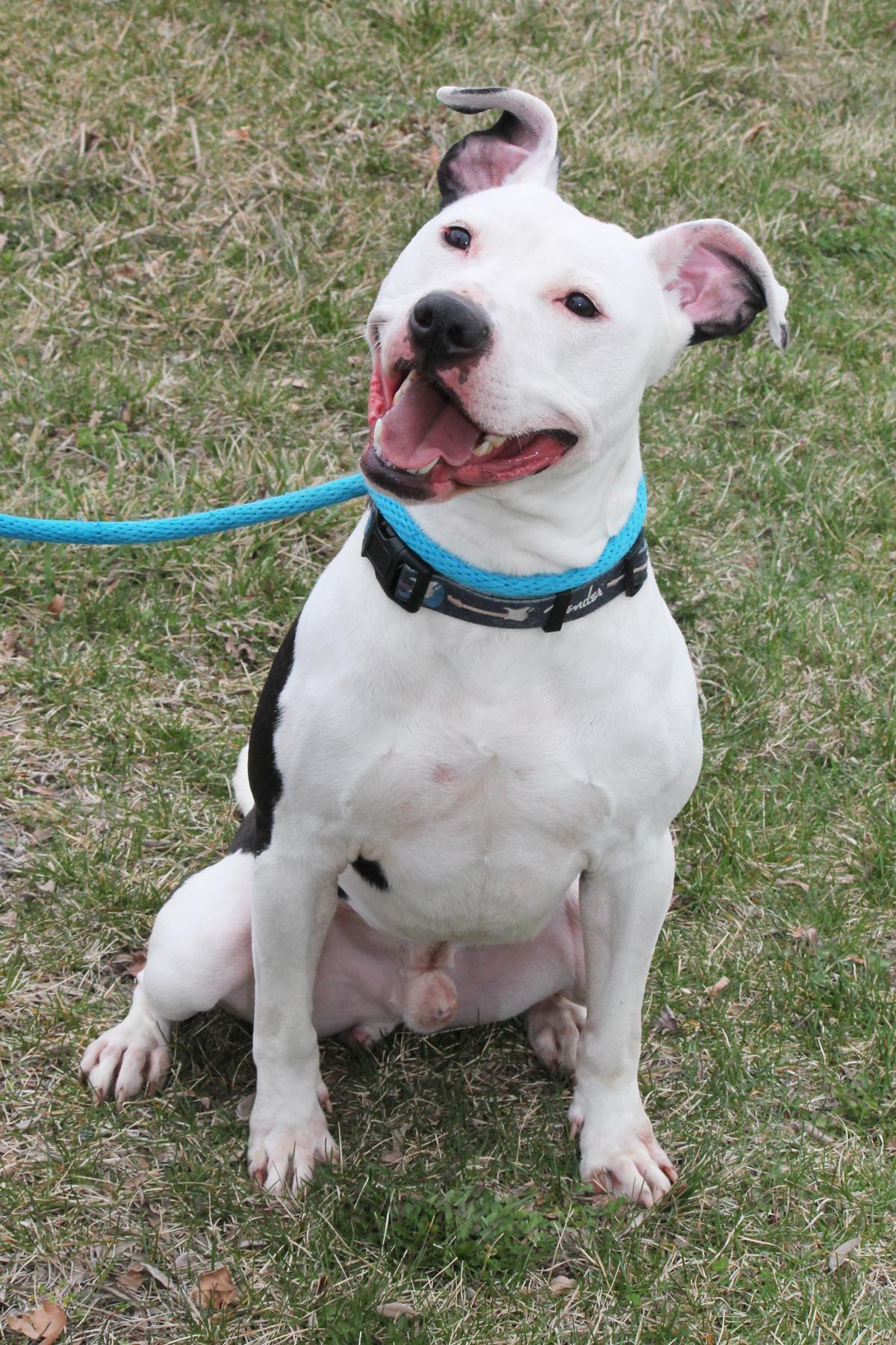 OREO (so eager to please), a Adoptable mixed breed image 3/3