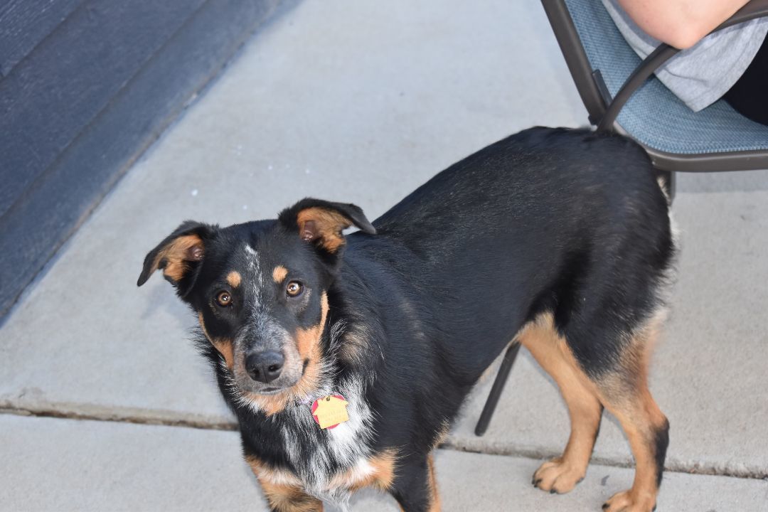 Enlarge Junie, an adopted mixed breed in Greeley, CO image 2/3