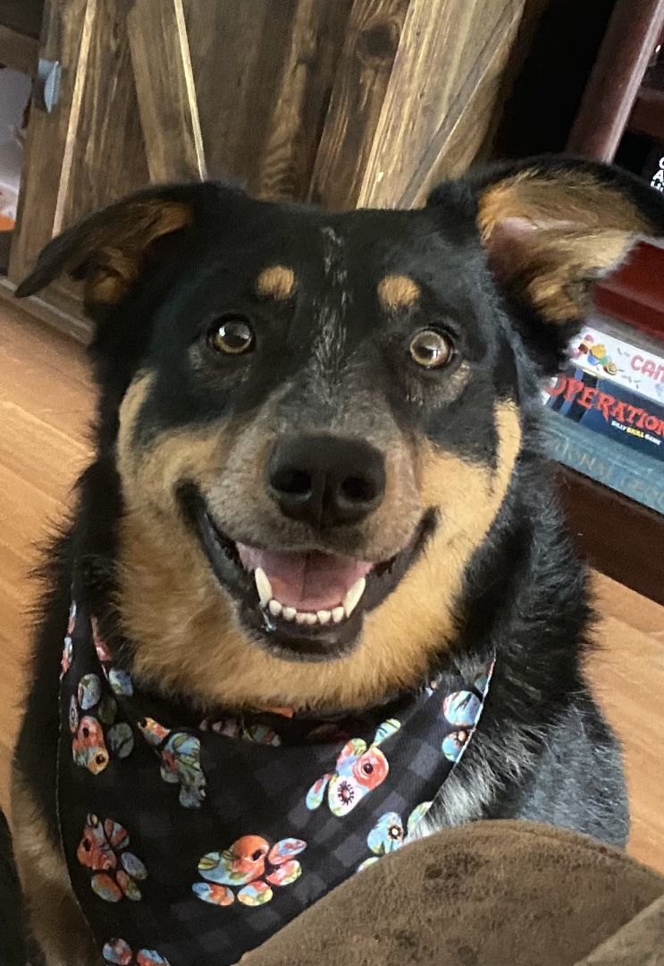 Junie, Adoptable, Adult Female Australian Shepherd & Australian Cattle Dog / Blue Heeler.