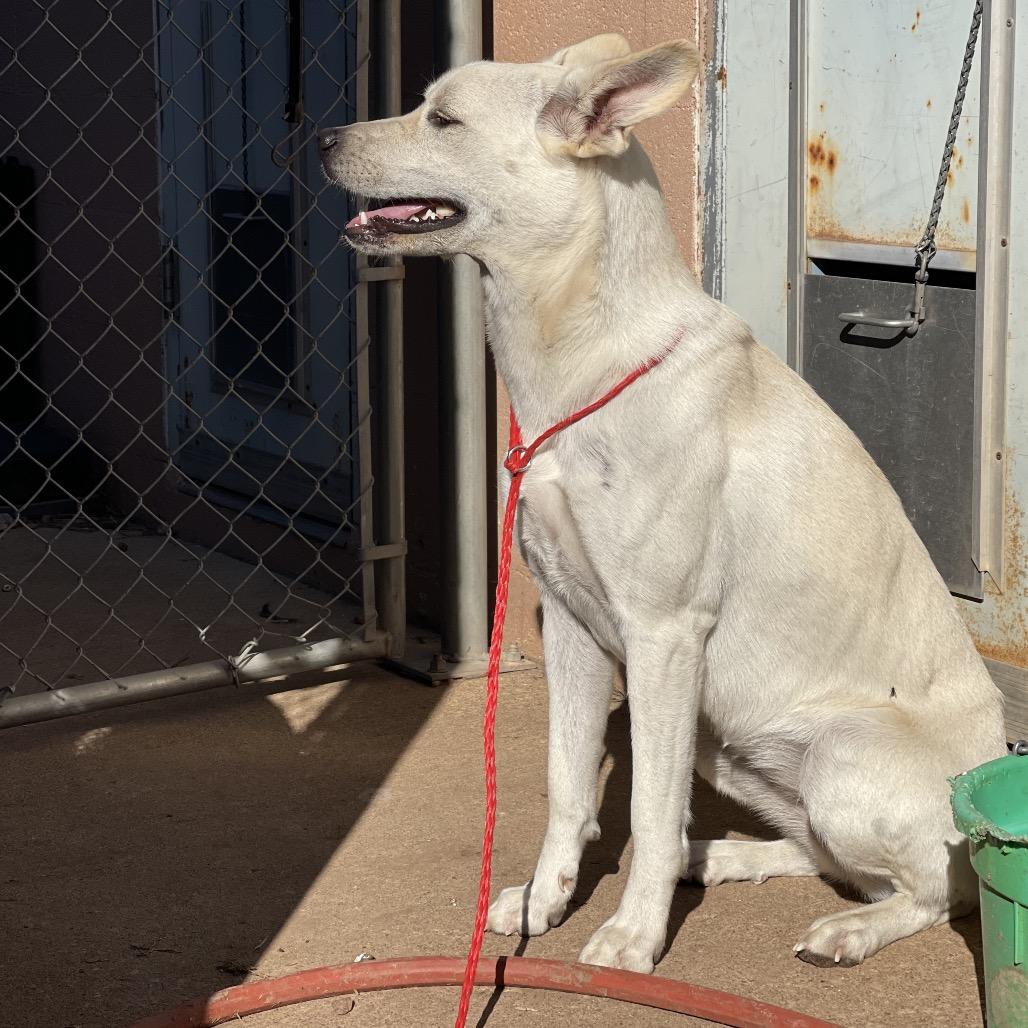 Enlarge Kalhua, a Adoptable mixed breed in Sand Springs, OK image 1/6
