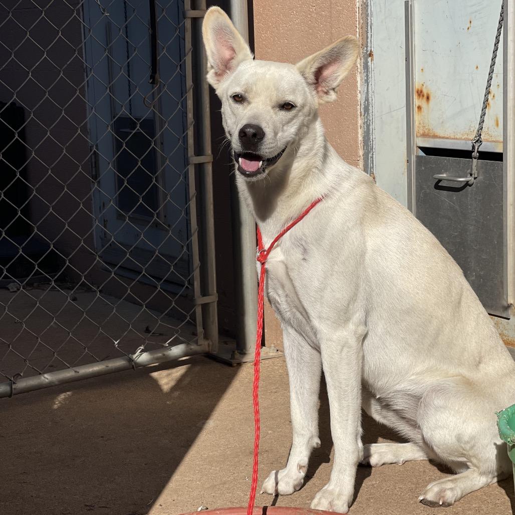Kalhua, Adoptable, Adult Female Labrador Retriever & Mixed Breed.