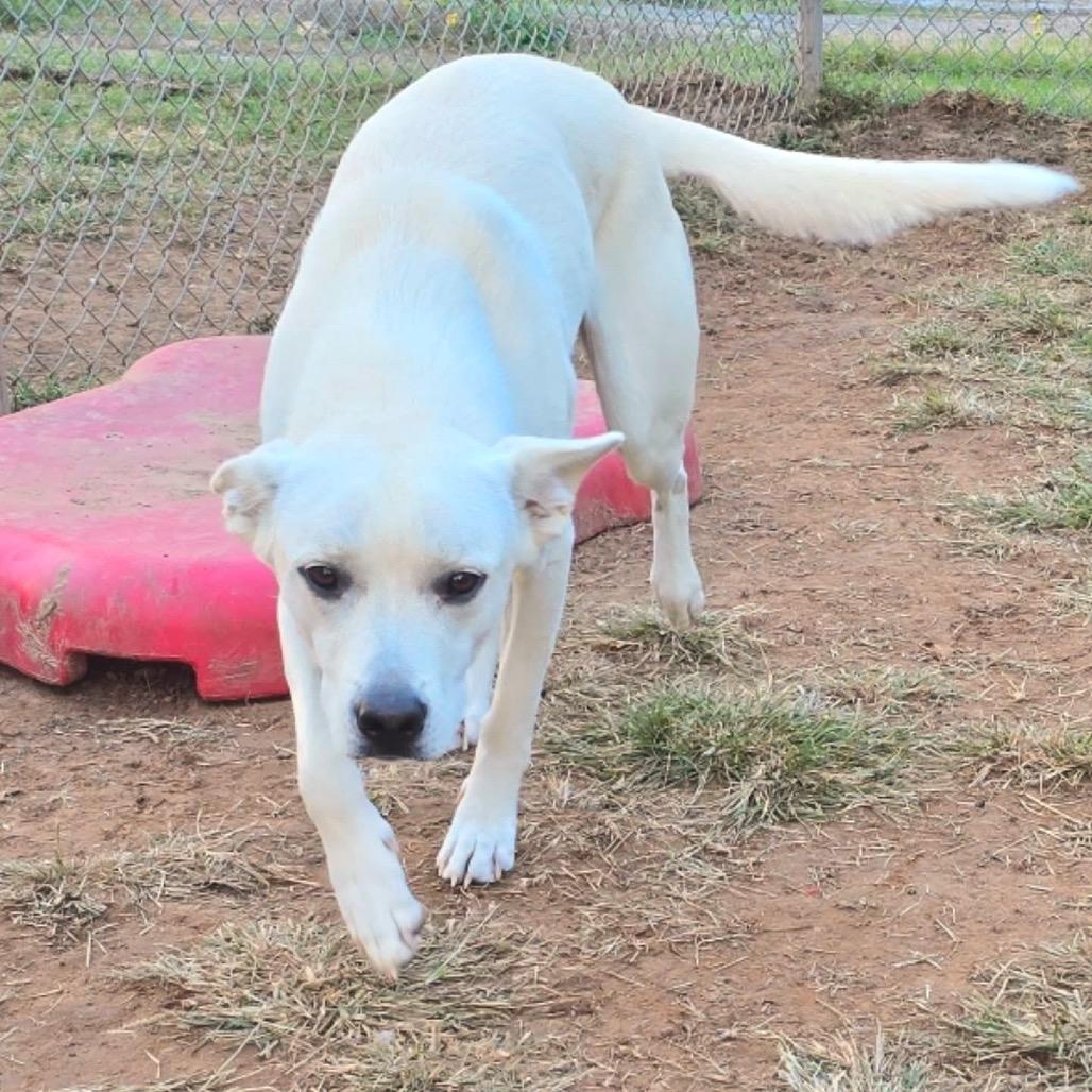 Enlarge Kalhua, a Adoptable mixed breed in Sand Springs, OK image 3/6