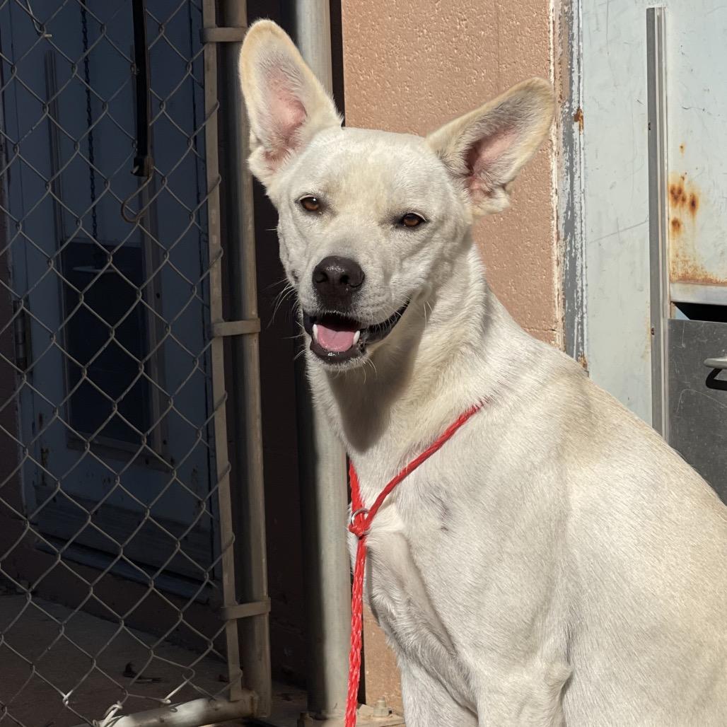 Enlarge Kalhua, a Adoptable mixed breed in Sand Springs, OK image 3/6