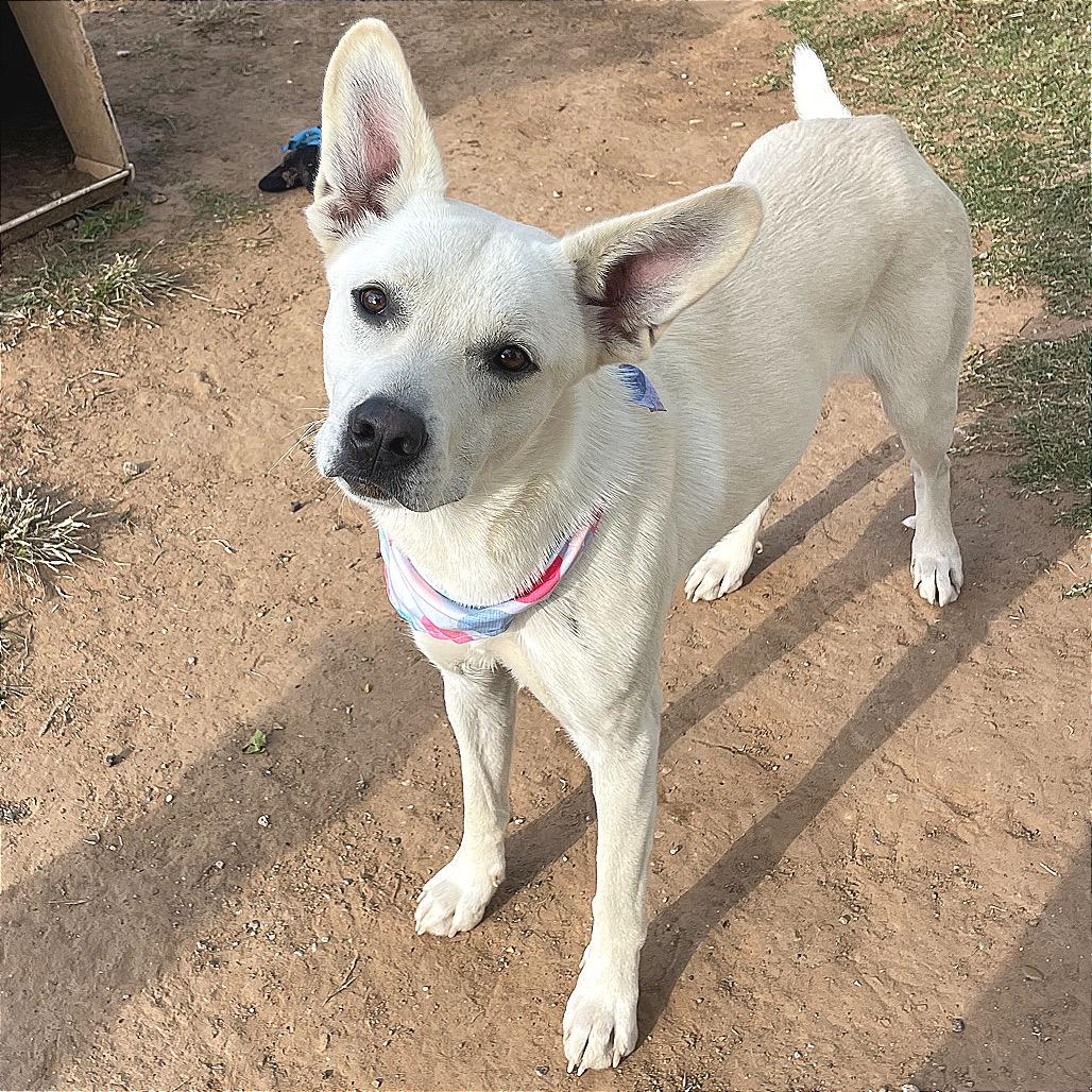 Kalhua, a Adoptable mixed breed in Sand Springs, OK image 2/6