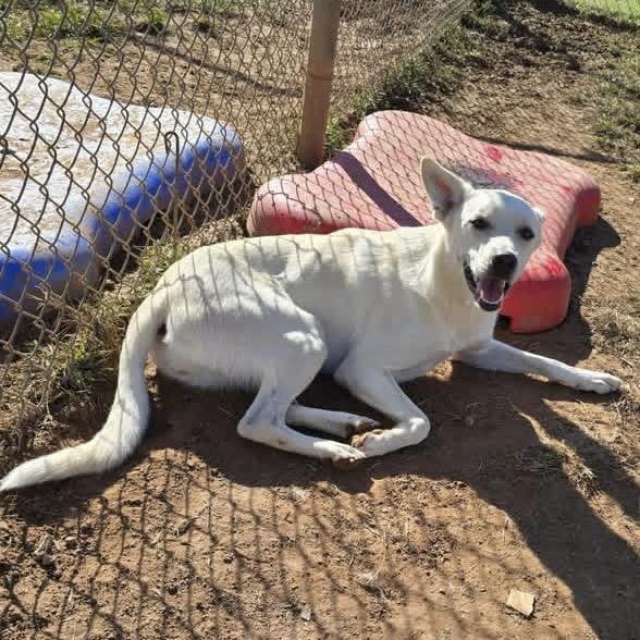 Enlarge Kalhua, a Adoptable mixed breed in Sand Springs, OK image 4/6