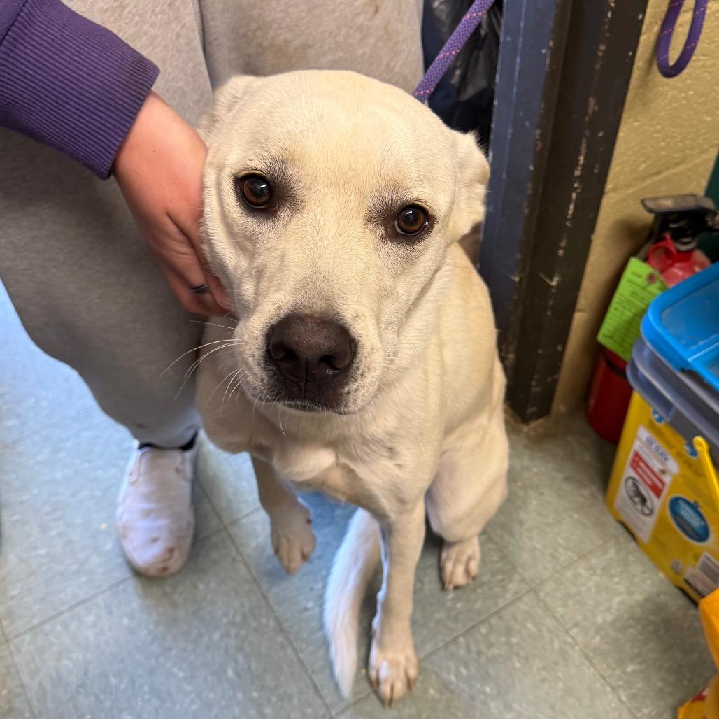 Kalhua, a Adoptable mixed breed in Sand Springs, OK image 6/6