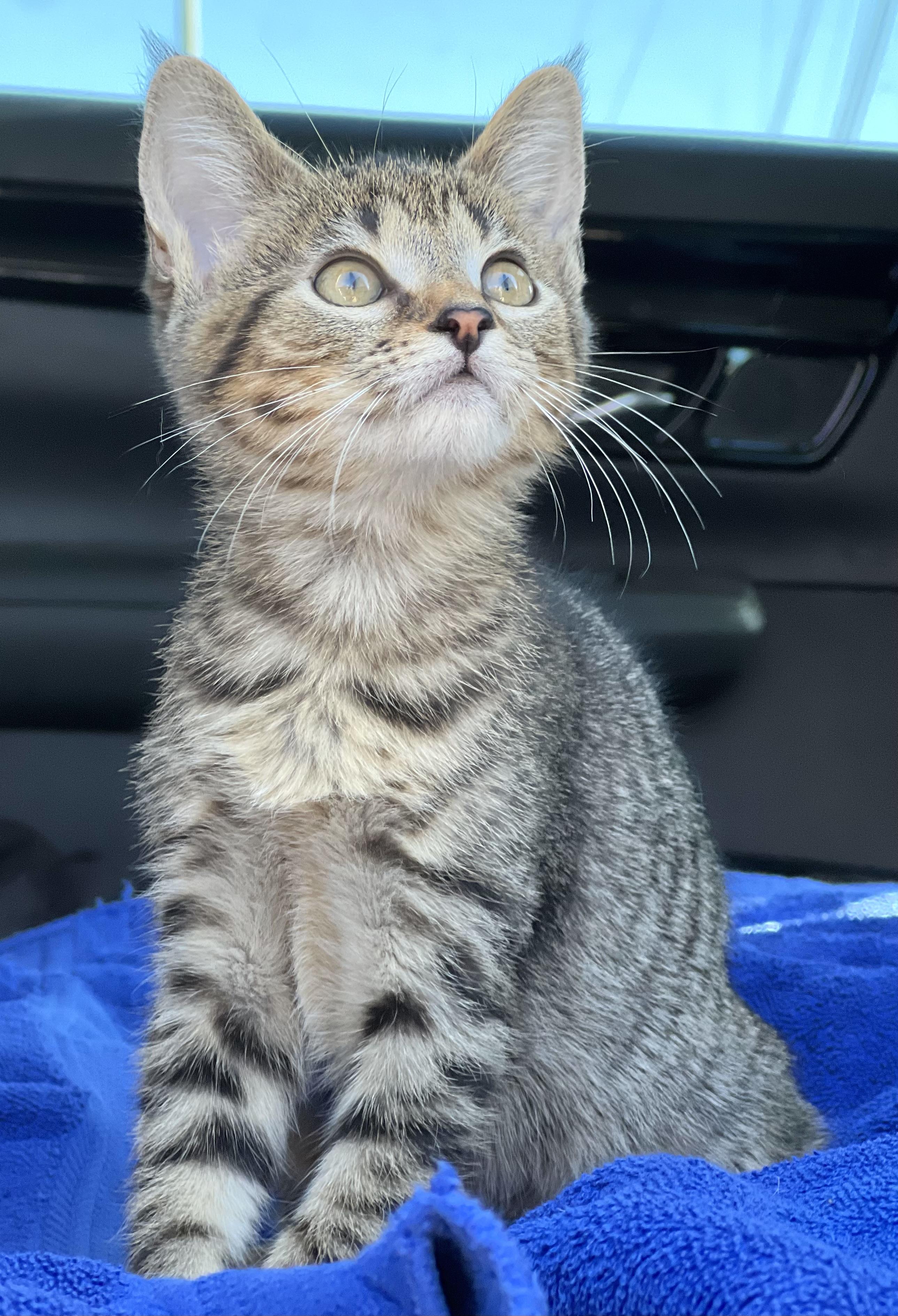 Triscuit, Adoptable, Kitten Female Domestic Short Hair.