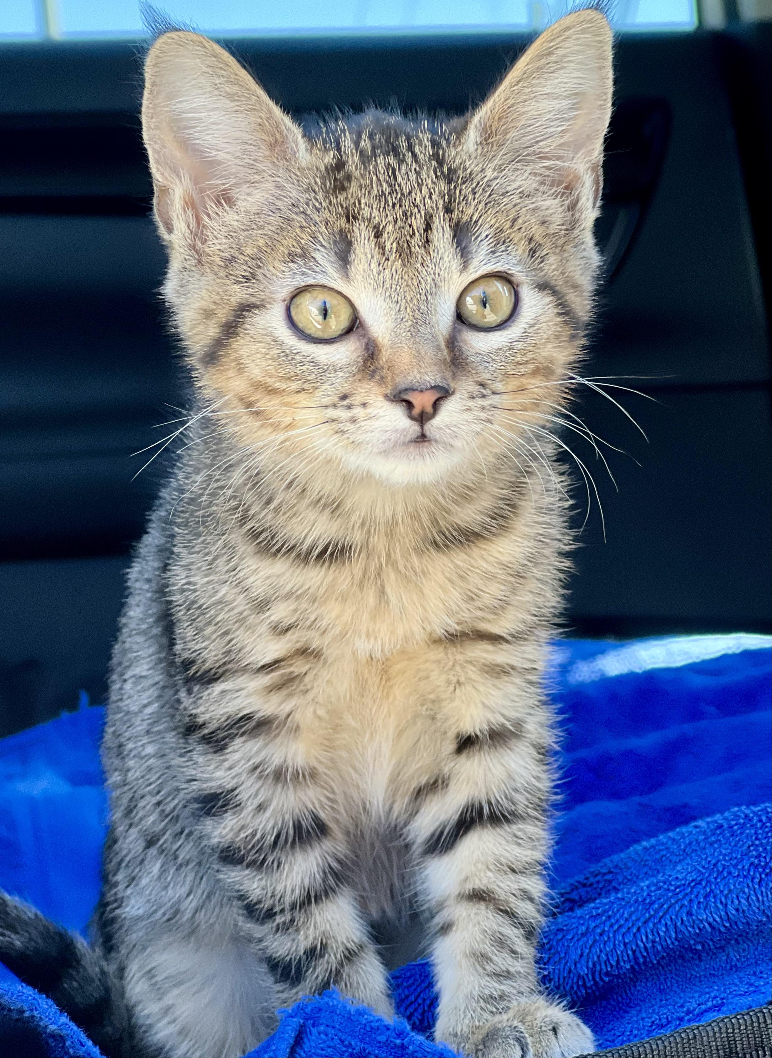 Enlarge Triscuit, a Adoptable mixed breed in Mt Pleasant, SC image 2/5