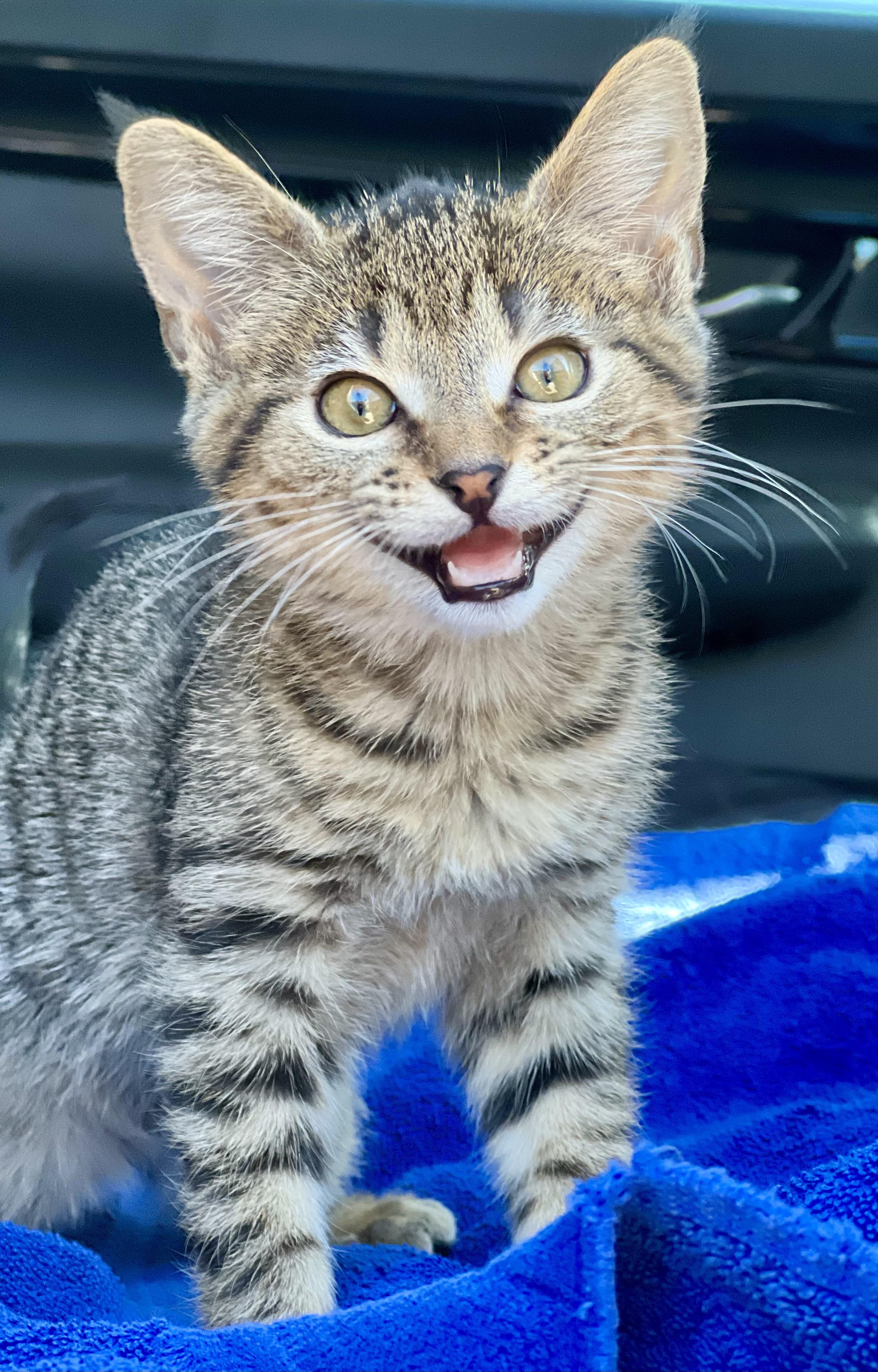 Enlarge Triscuit, a Adoptable mixed breed in Mt Pleasant, SC image 3/5