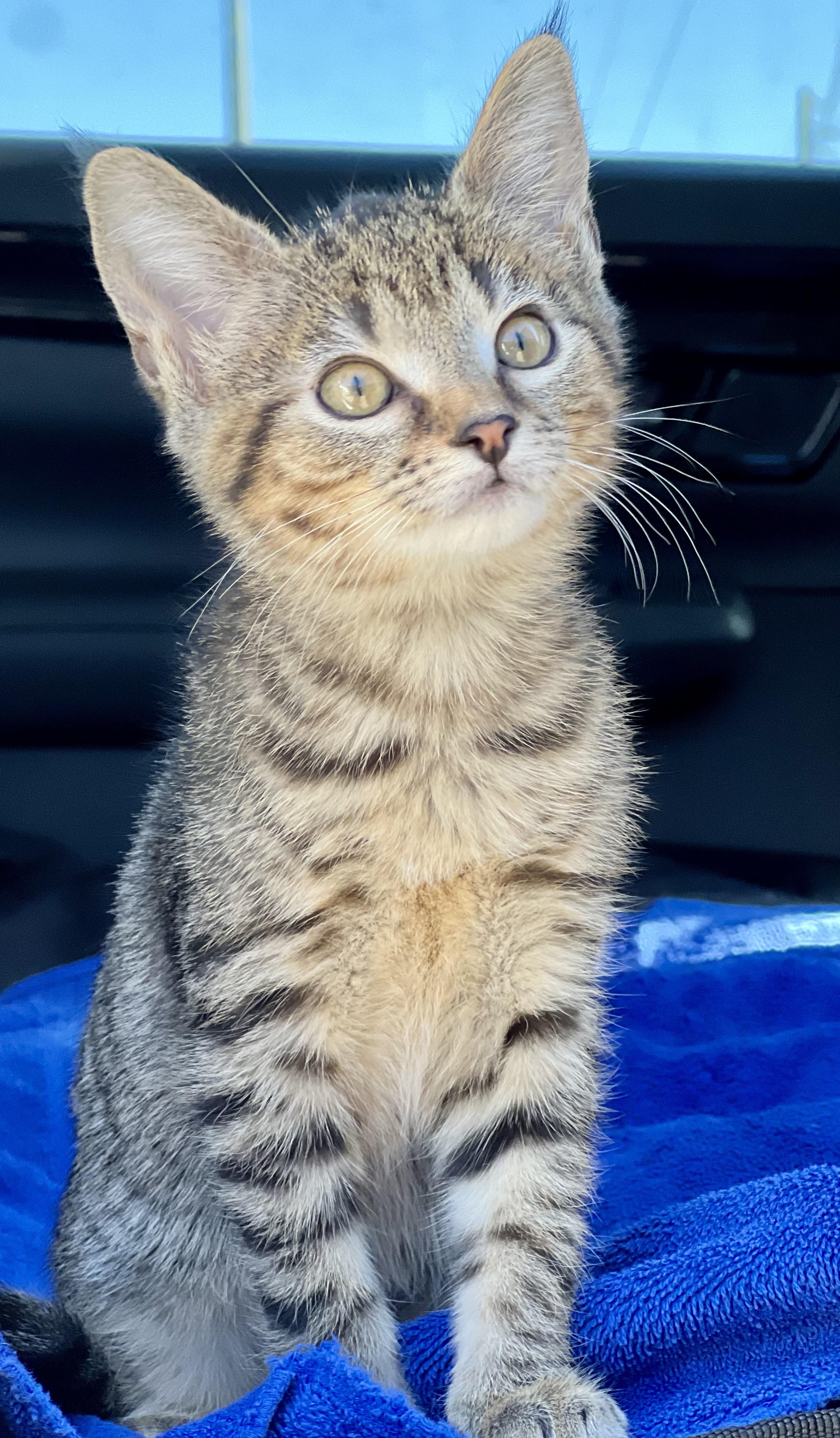 Enlarge Triscuit, a Adoptable mixed breed in Mt Pleasant, SC image 4/5