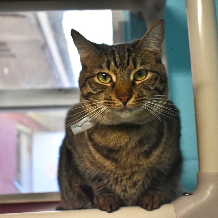 Enlarge Honeynut, a Adoptable mixed breed in Milledgeville, GA image 1/3