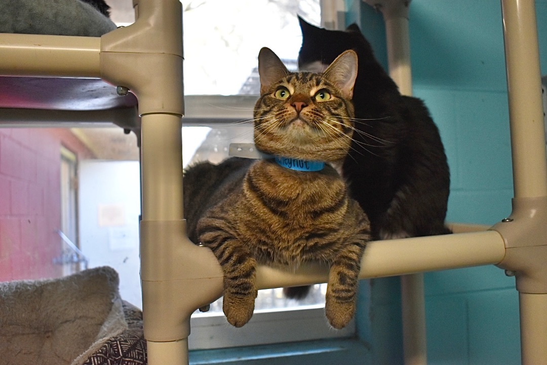 Hennessy, a Adoptable Domestic Short Hair in Milledgeville, GA image 2/3