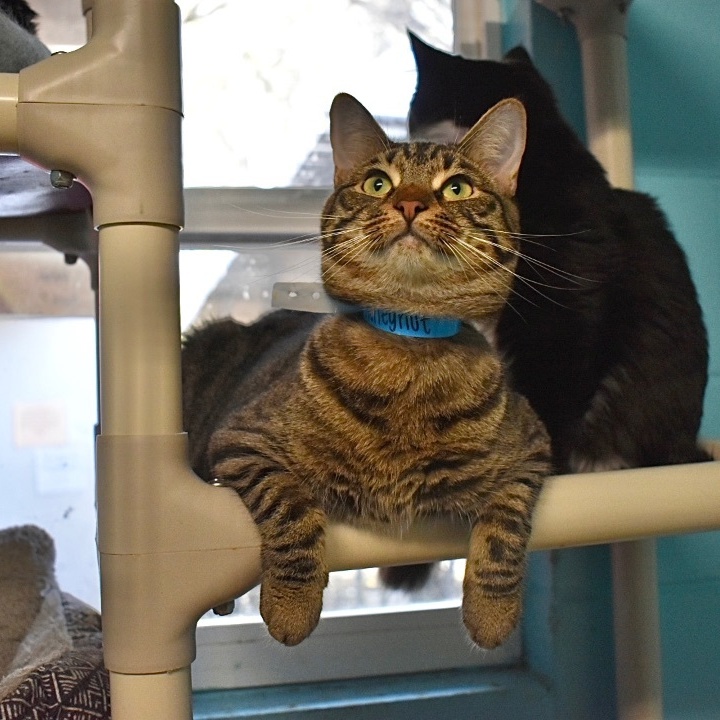 Enlarge Honeynut, a Adoptable mixed breed in Milledgeville, GA image 2/3