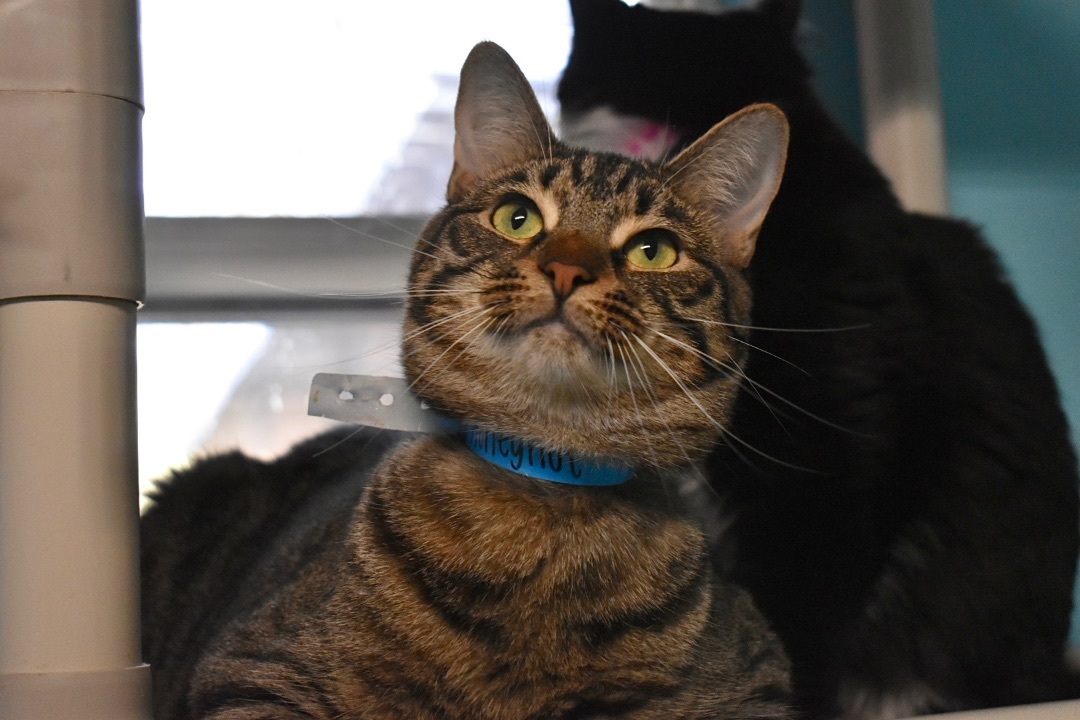 Hennessy, a Adoptable Domestic Short Hair in Milledgeville, GA image 3/3