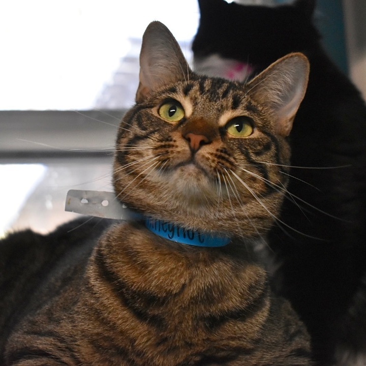 Enlarge Honeynut, a Adoptable mixed breed in Milledgeville, GA image 3/3
