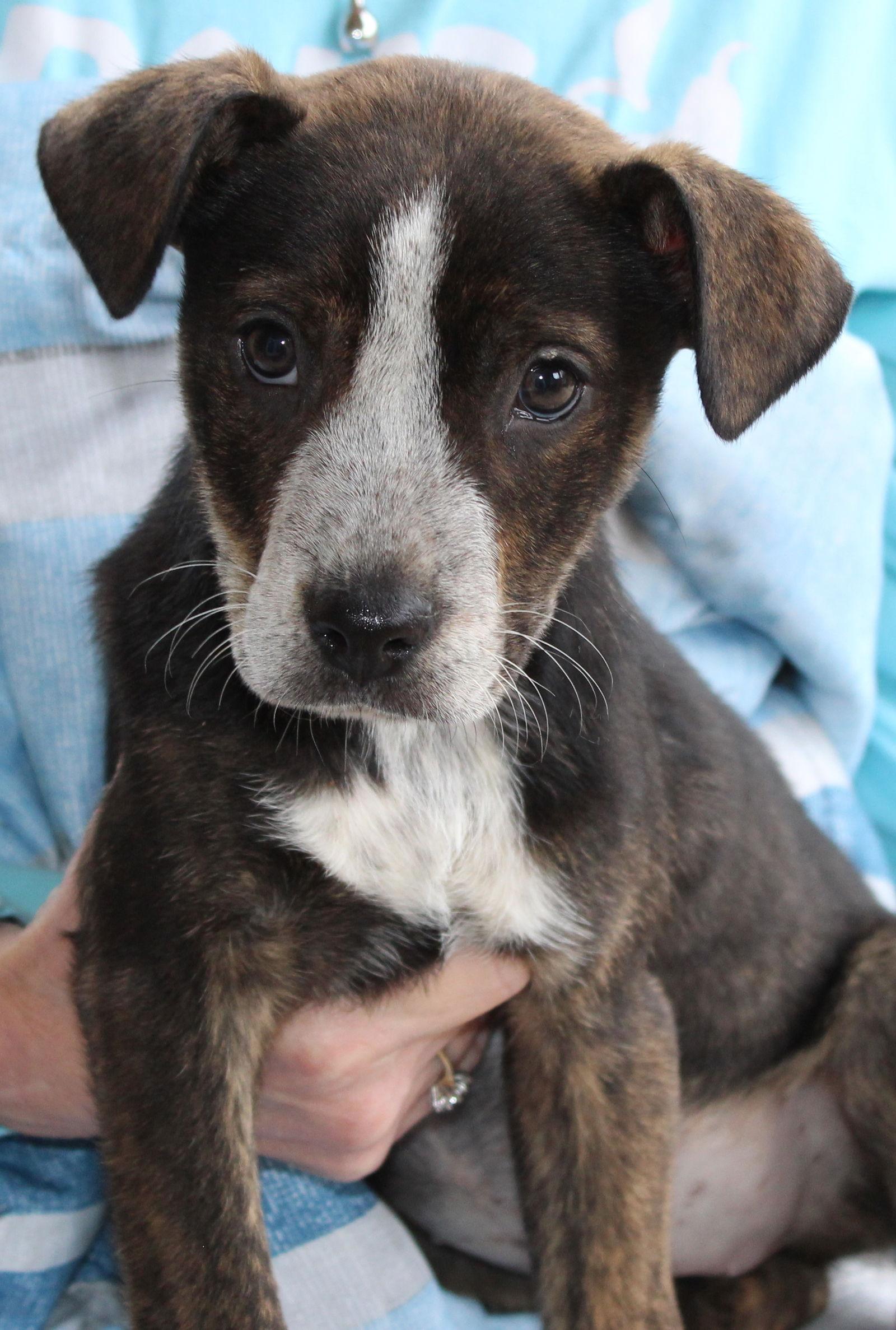 Lilith 42914, Adoptable, Puppy Female Mountain Cur.